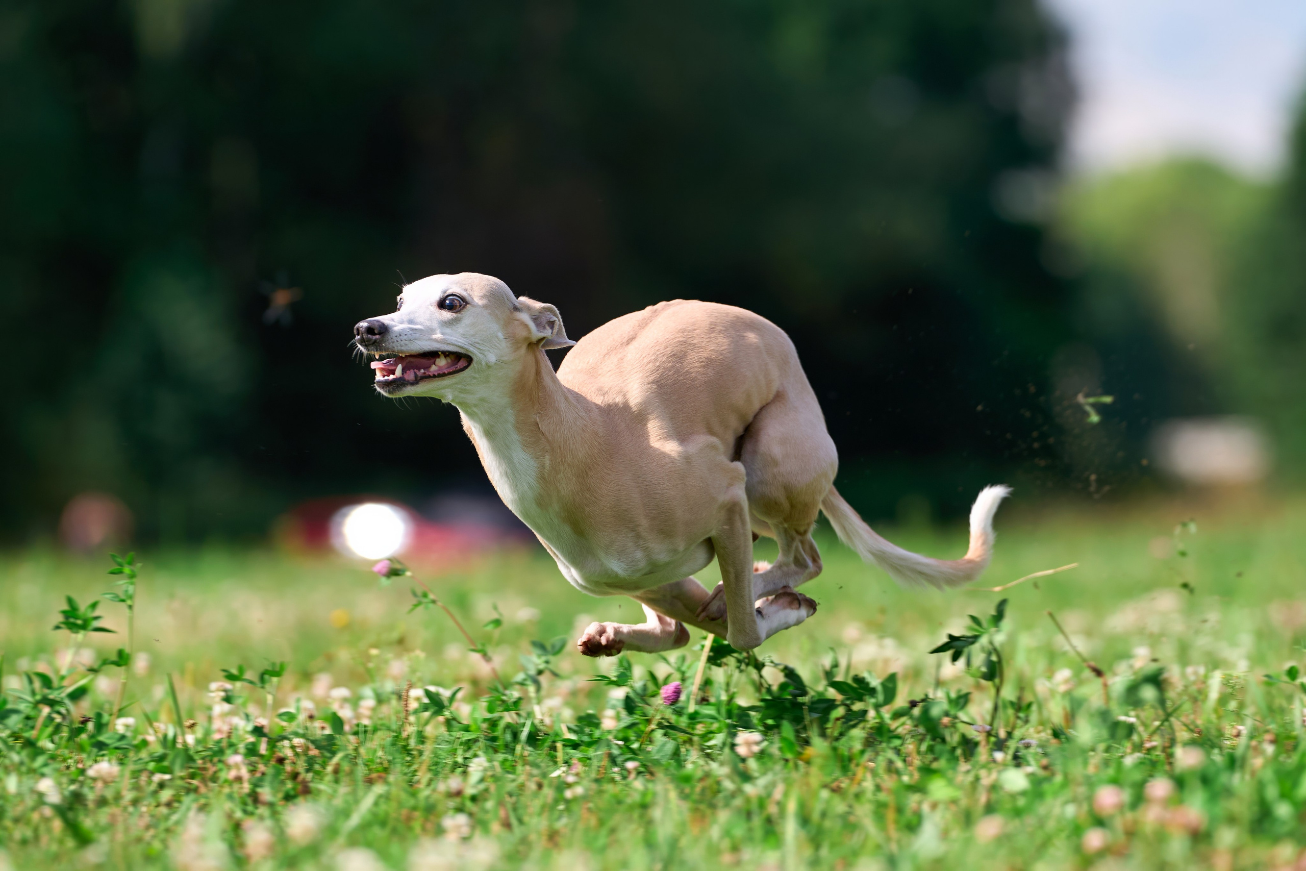Тренировка в Донино. Фотограф-анималист Михаил Манухин