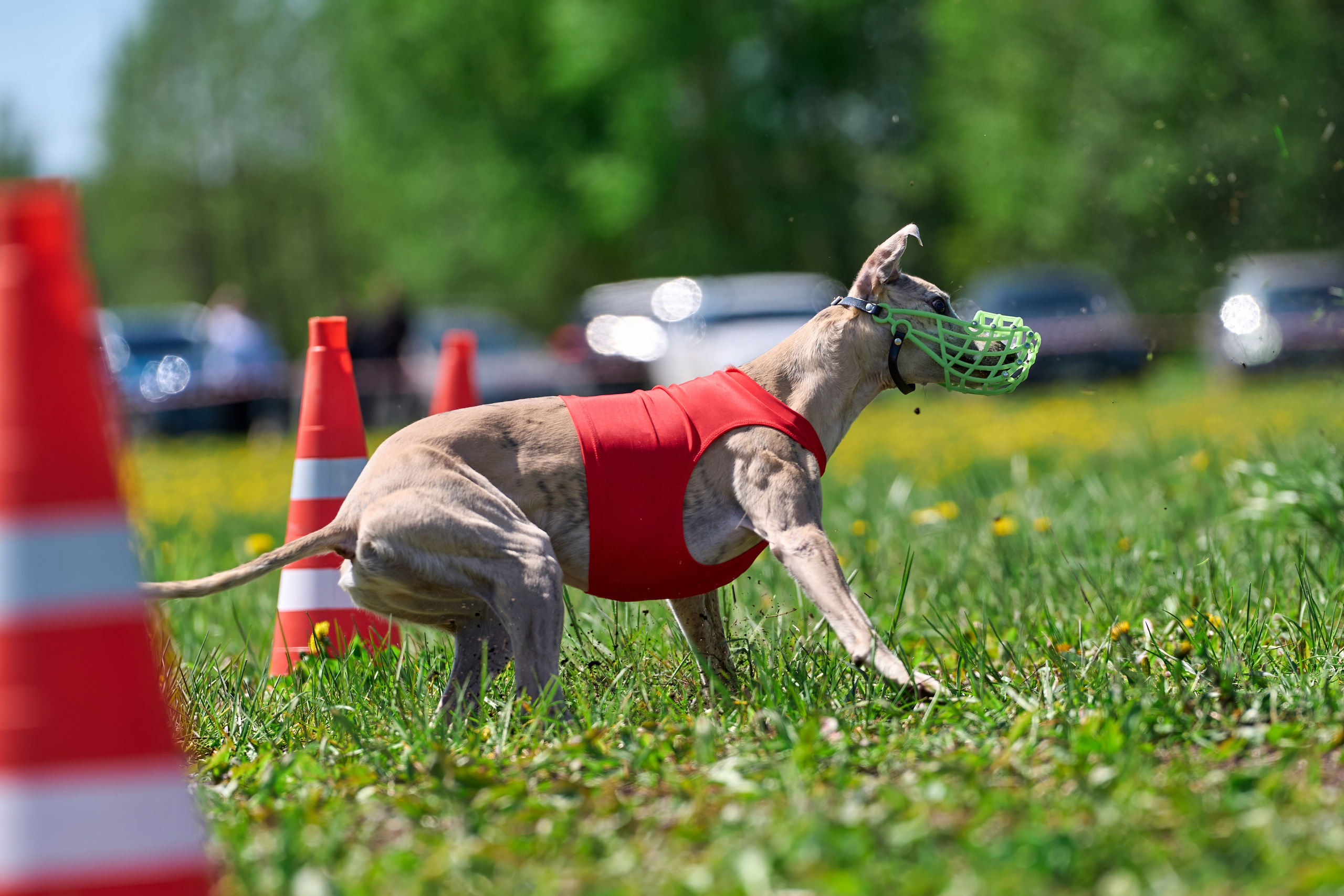 Квалификация по курсингу Донино. Фотограф-анималист Михаил Манухин