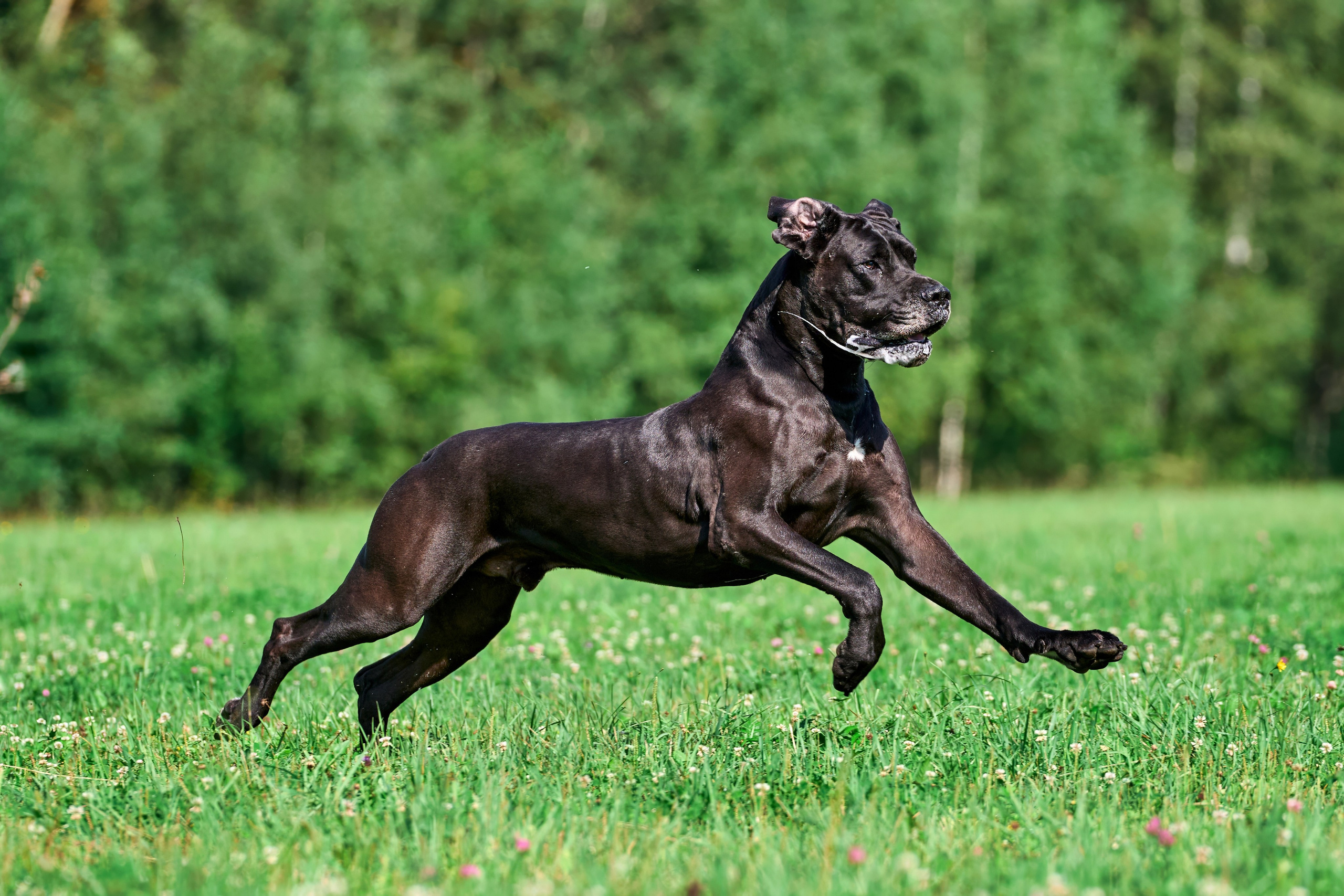 Тренировка в Донино. Фотограф-анималист Михаил Манухин