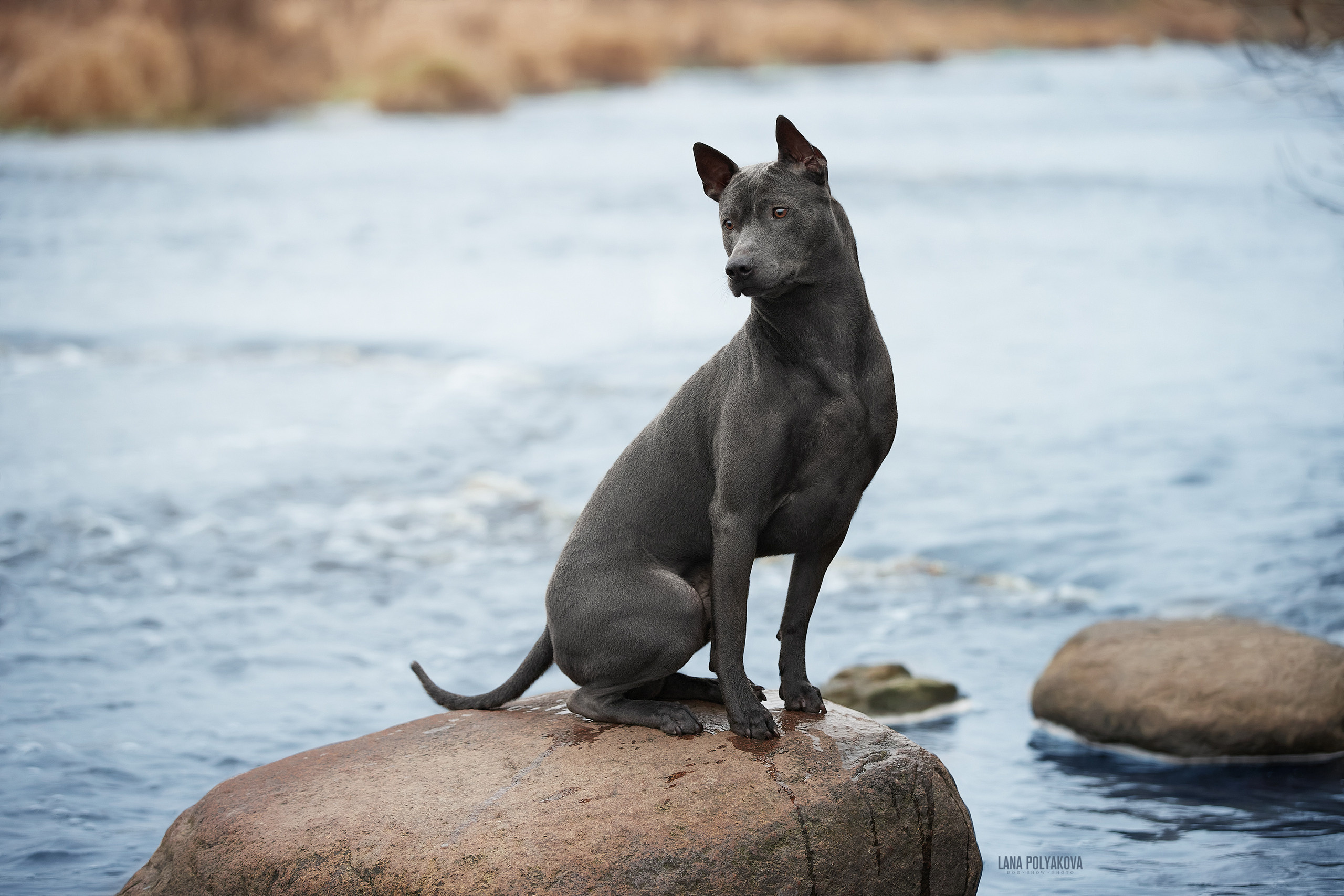 Тайский риджбек, осень