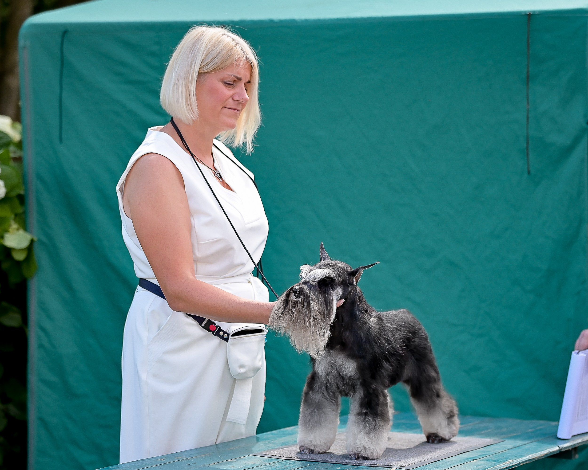 Питомник Делинсо Бэлэнс, щенки цвергшнауцера, купить щенка цвергшнауцера, питомник цвергшнауцеров, кобель цвергшнауцера для вязки, щенок цвергшнауцера, питомник цвергшнауцеров, черный с серебром, цверг, лучший питомник в беларуси, питомник цвергшнауцеров минск