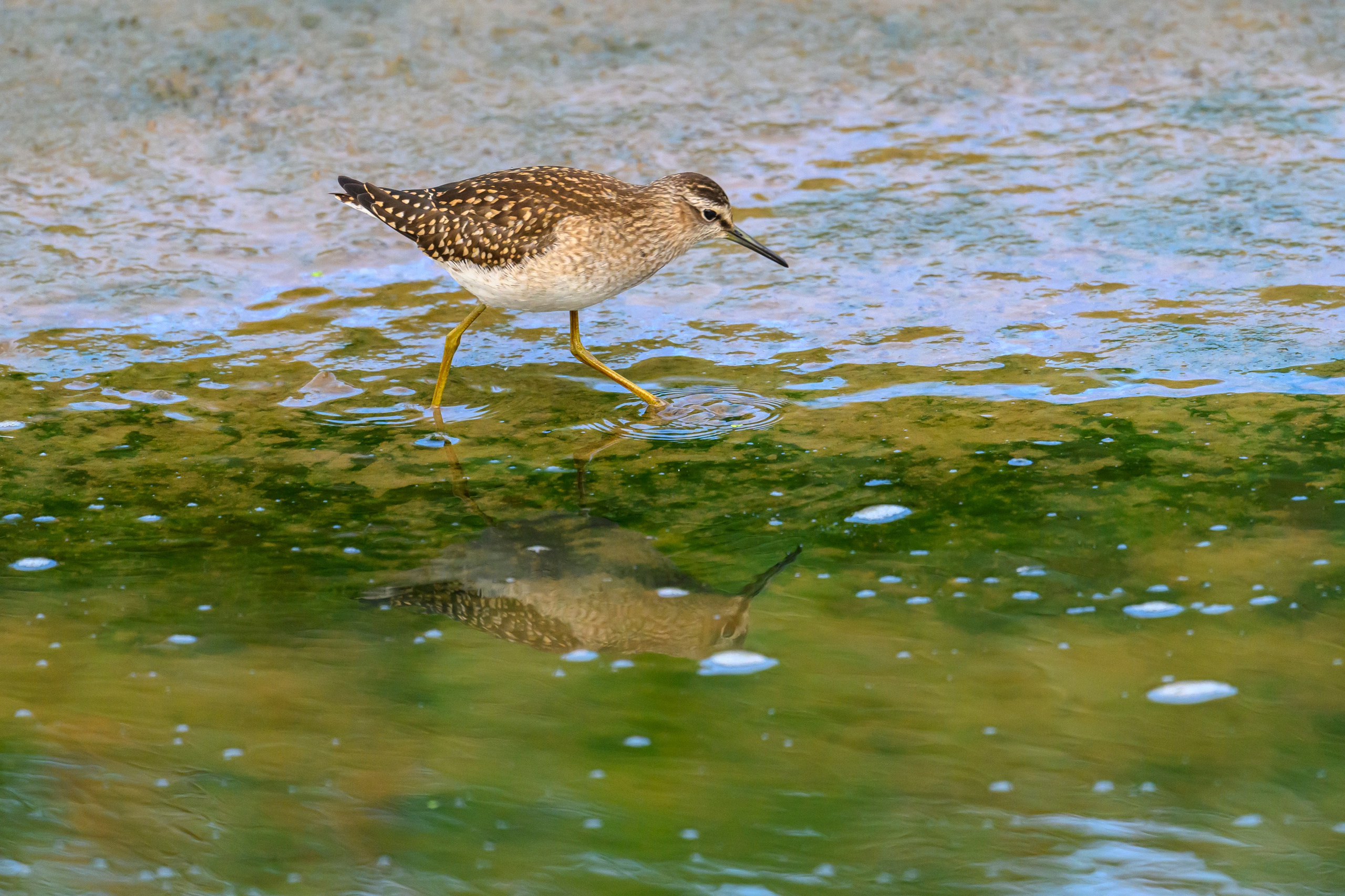 Фифи и бекасы | Woodcocks and snipes. Фотограф Сергей Пупонин