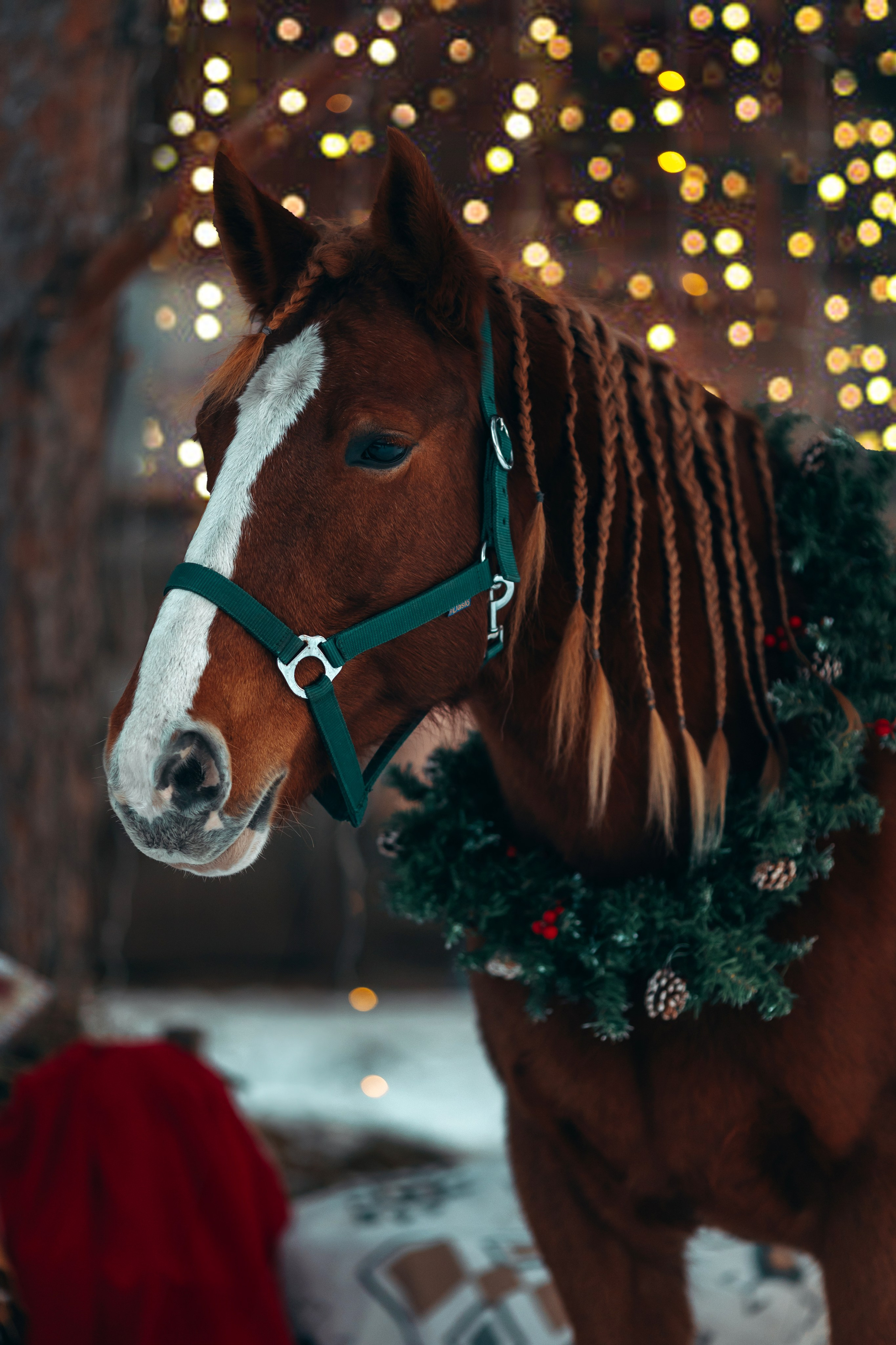 Тариф новогодний 2024. Анна Молчанова конный фотограф в Тюмени | фотосессии с лошадьми Тюмень
