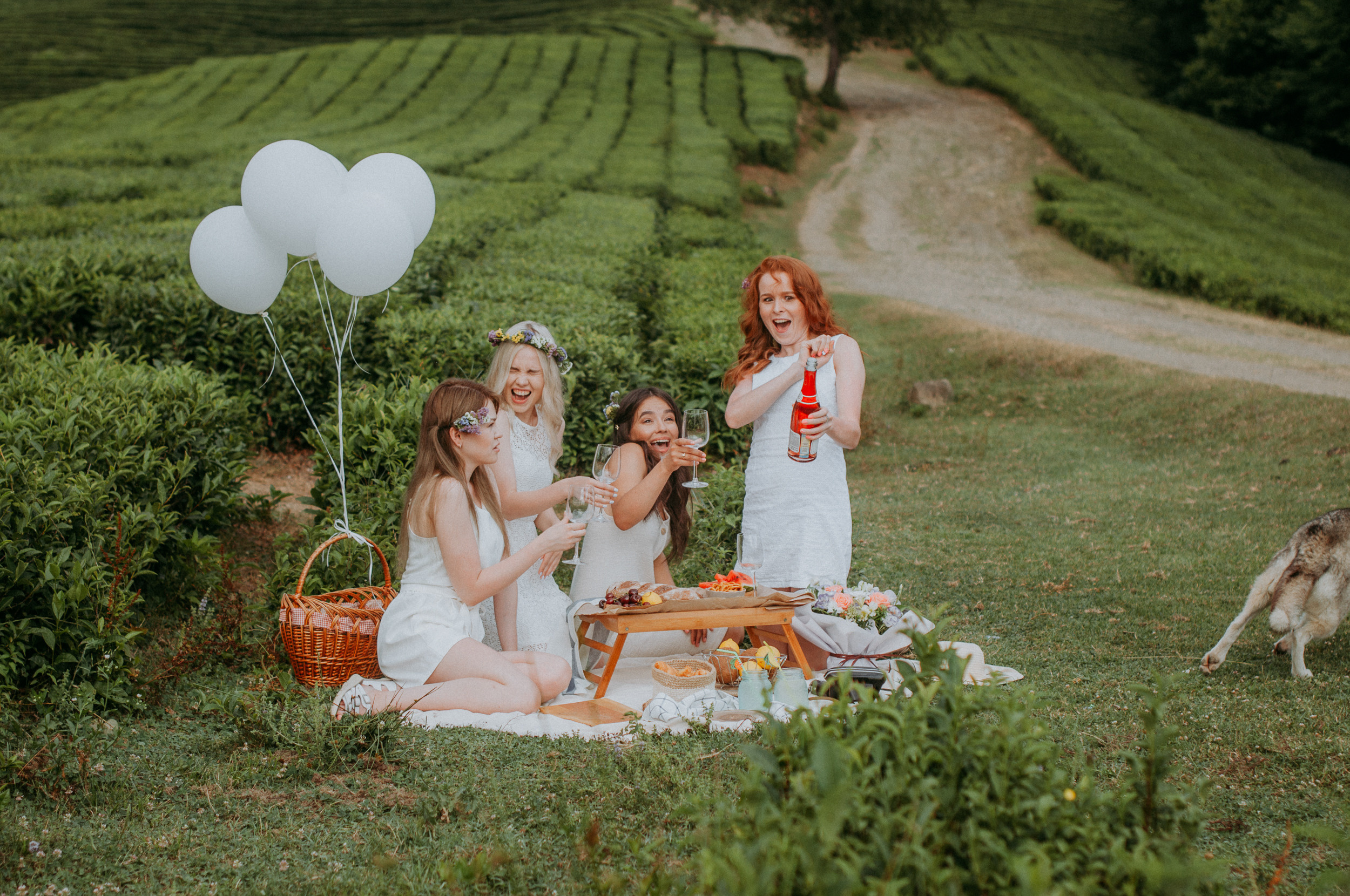 Четыре девушки в белых платьях открывают шампанское на пикнике на чайной плантации