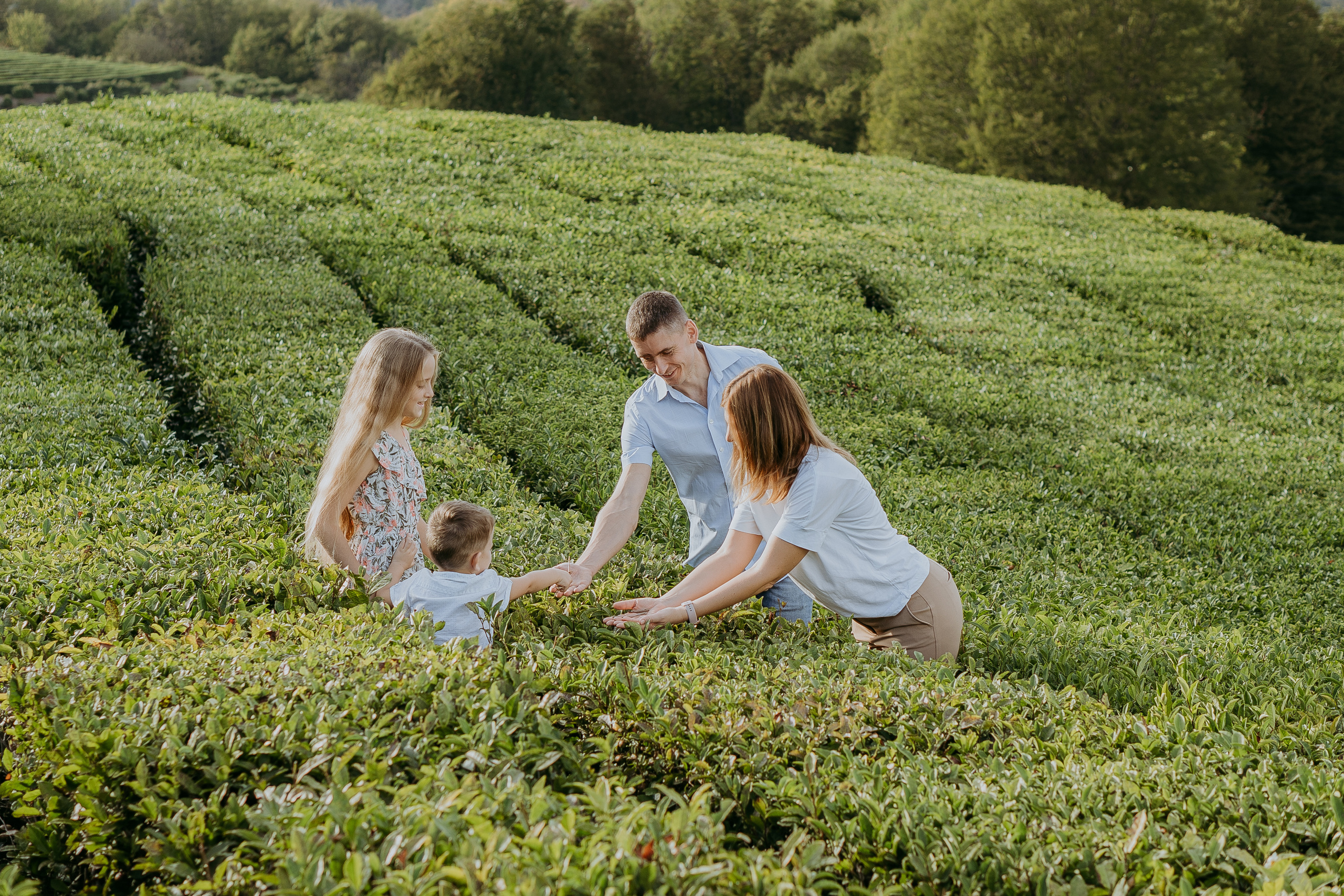 Мацестинские чайные плантации в октябре
