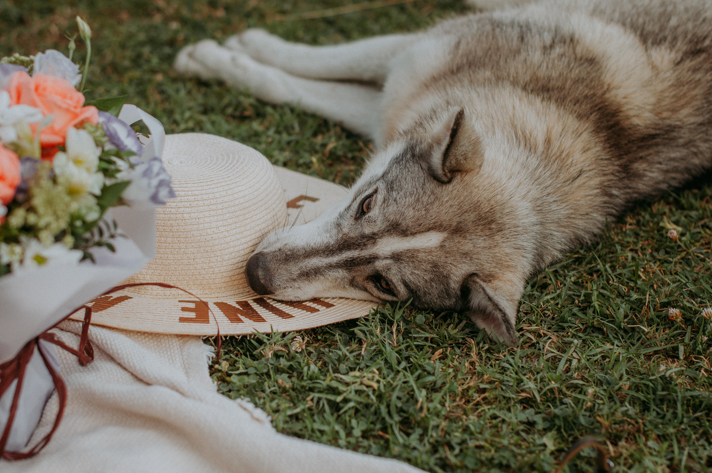 Собака хаски отдыхает на чайных плантациях