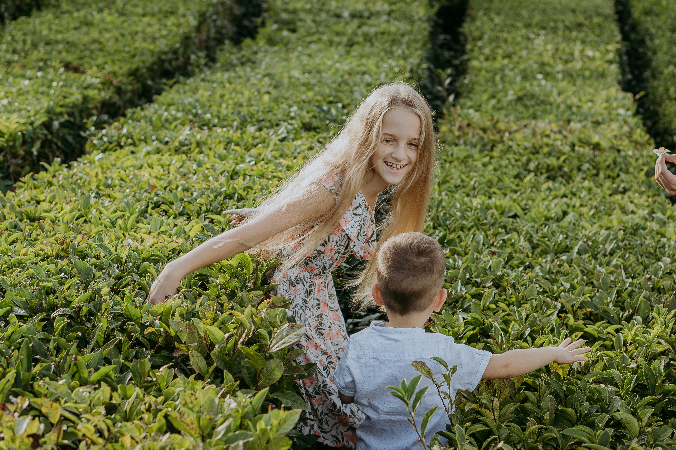 Как растет чай на чайных плантациях в Сочи