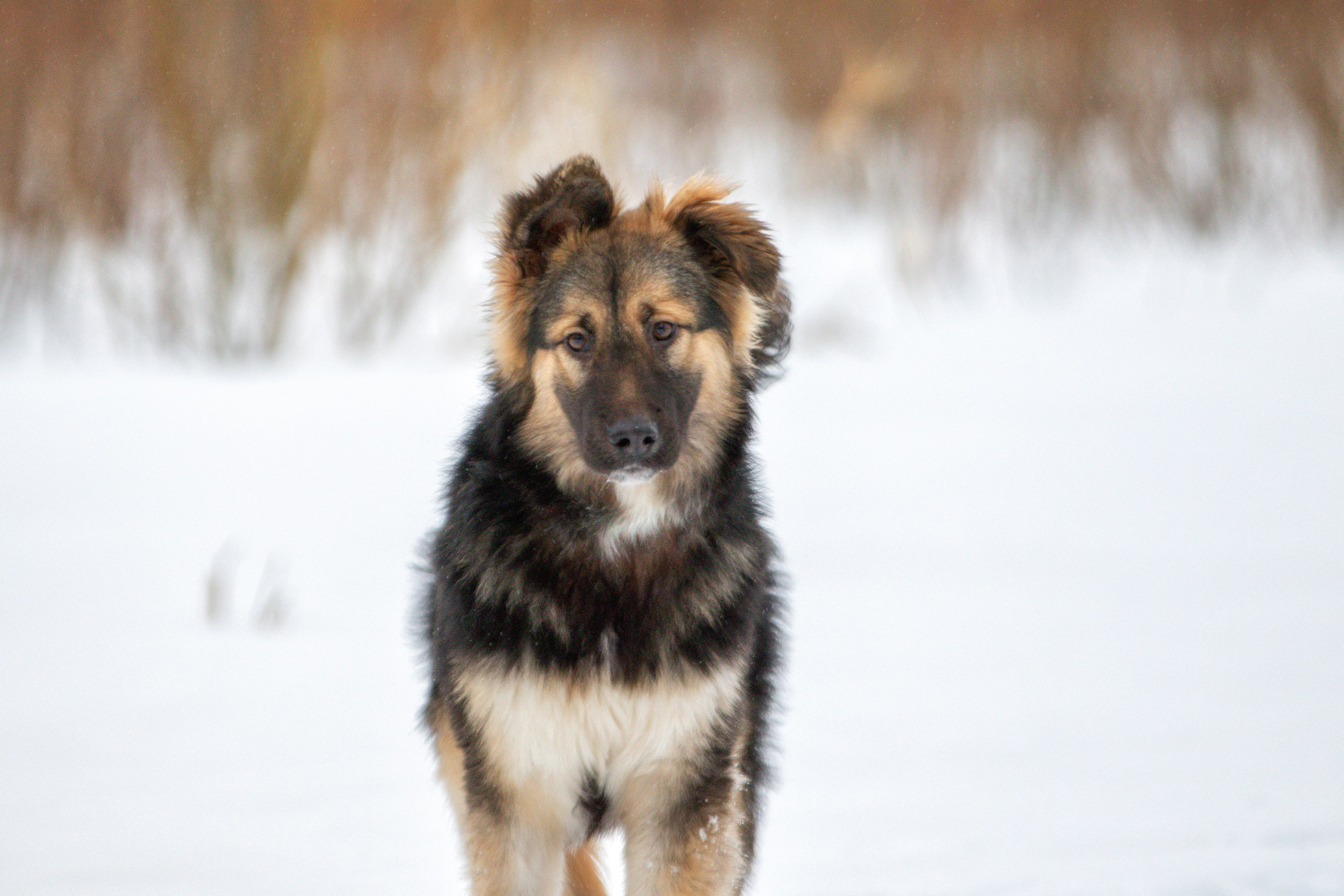 Прогулка в поле с Милкой. Фотограф-анималист Юлия Зубкова