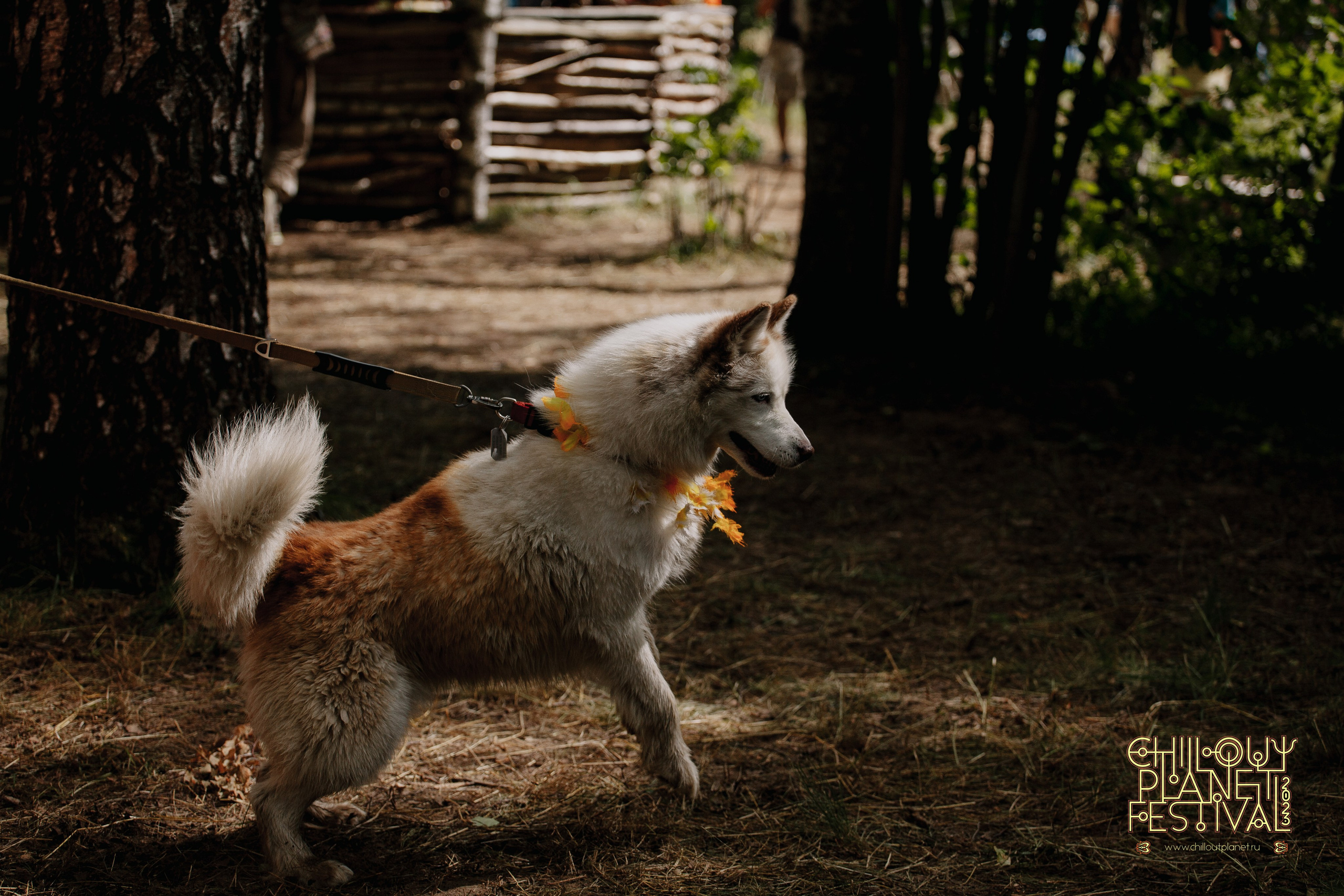 ФЕСТИВАЛИ. Екатерина Дымова. Фотограф. Автор проекта «Белый Ветер»
