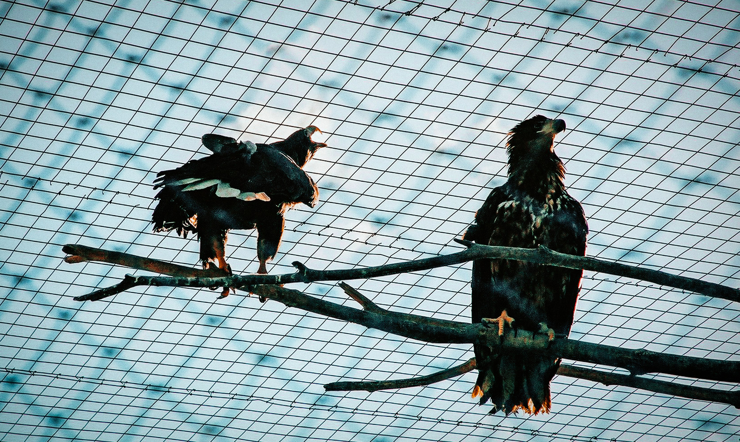 Снимки из прошлого. Фотограф в Москве, Георгий Бучукури