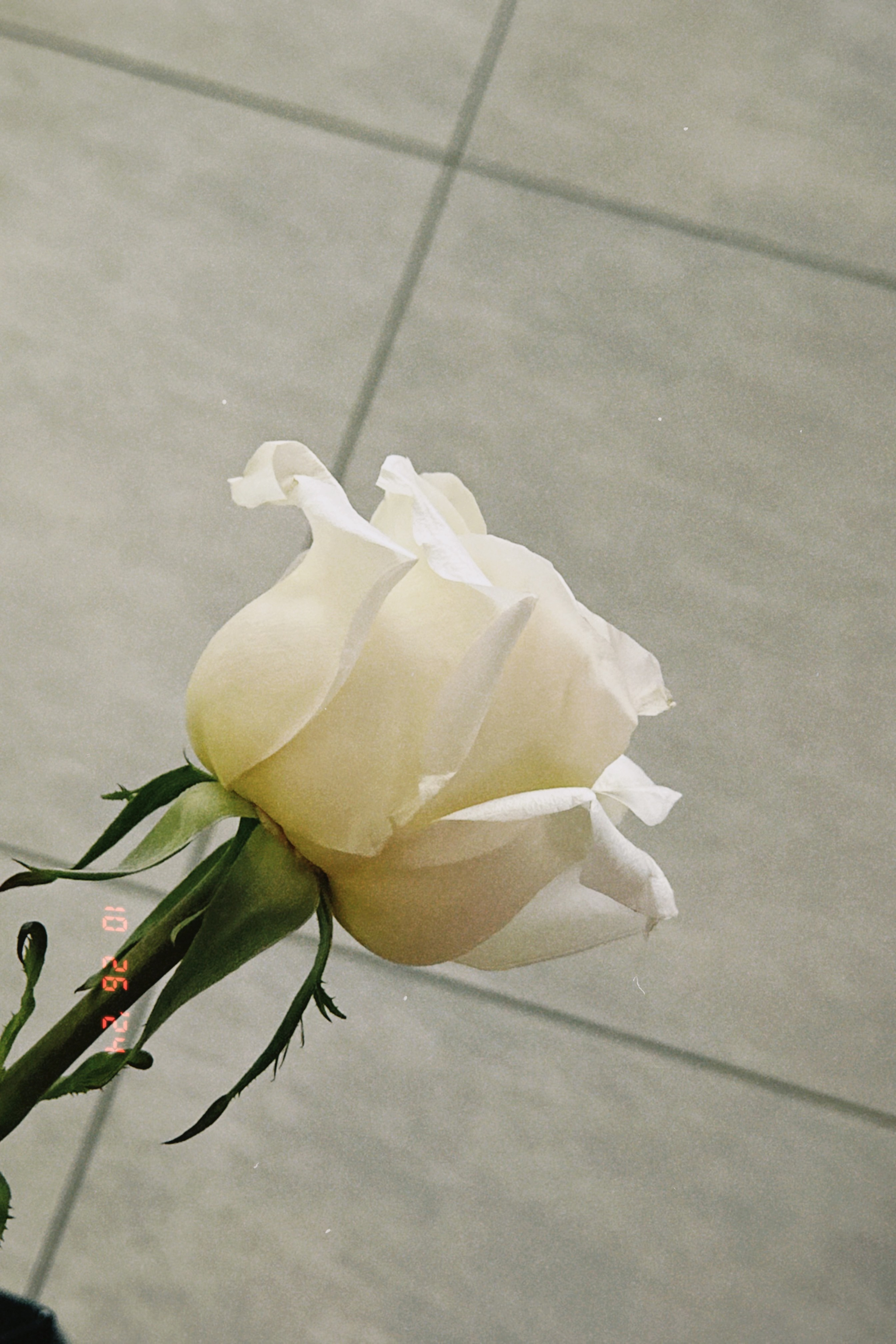 Репортажная фотосъемка во Владивостоке. Портретный, свадебный, репортажный фотограф во Владивостоке Юлиана Джули Фокс