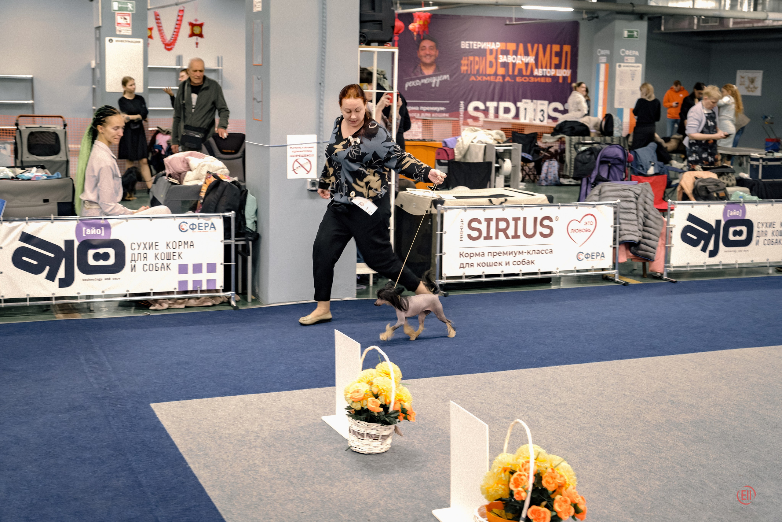 Poale Ell Victoriya — Junior Champion of Russia!. Chinese Crested Dog Kennel Poale Ell