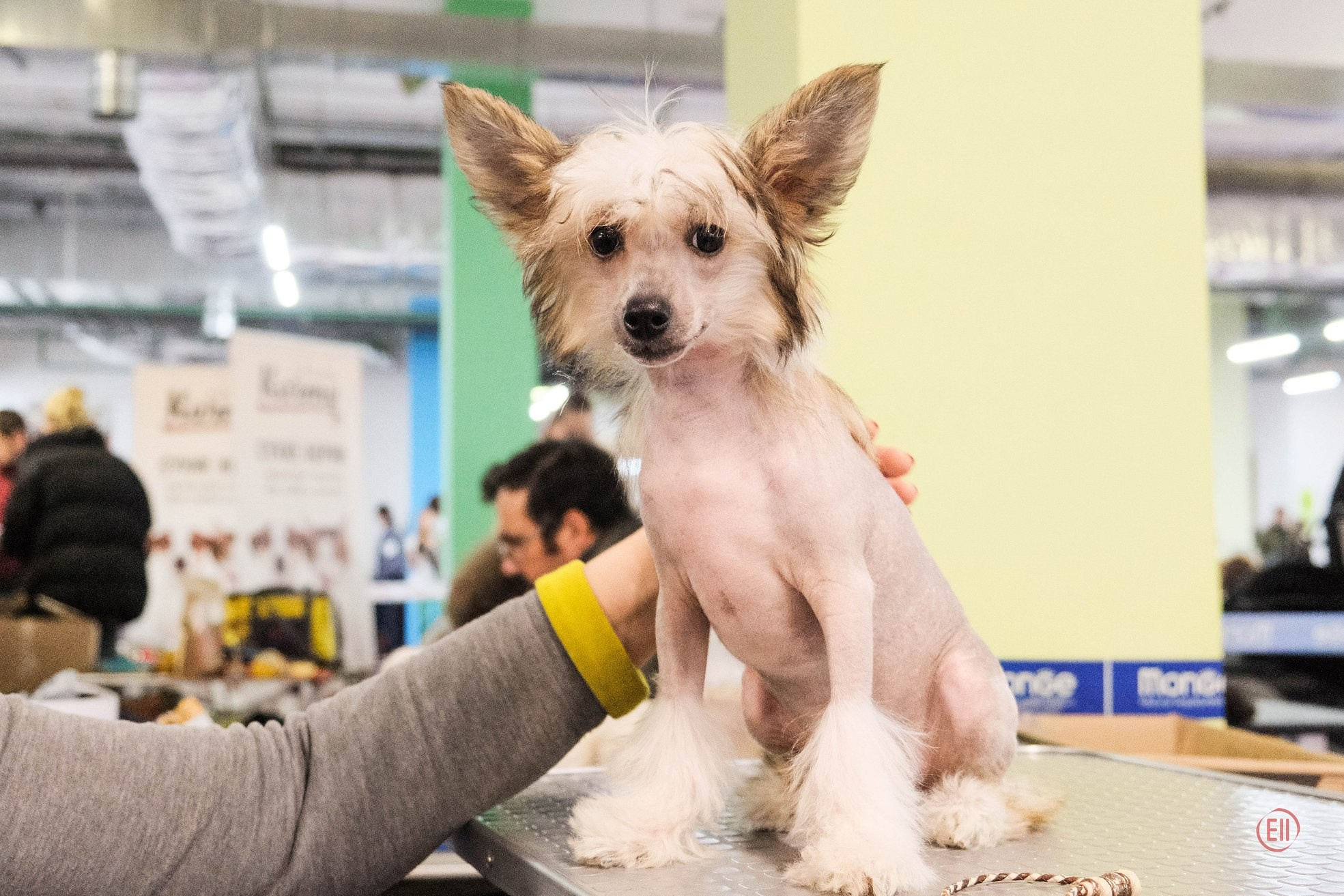 Poale Ell Chester. Питомник китайских хохлатых собак Poale Ell: купить щенка