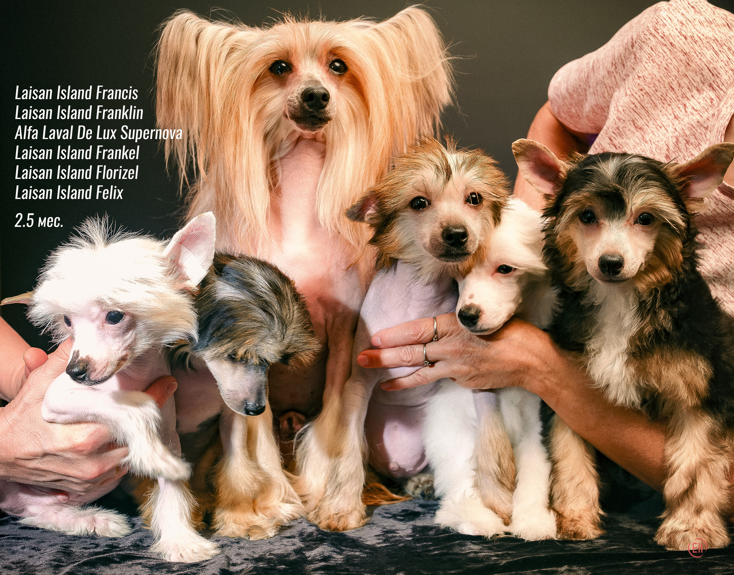First photo session of the litter “F” of the Laisan Island kennel. Chinese Crested Dog Kennel Poale Ell