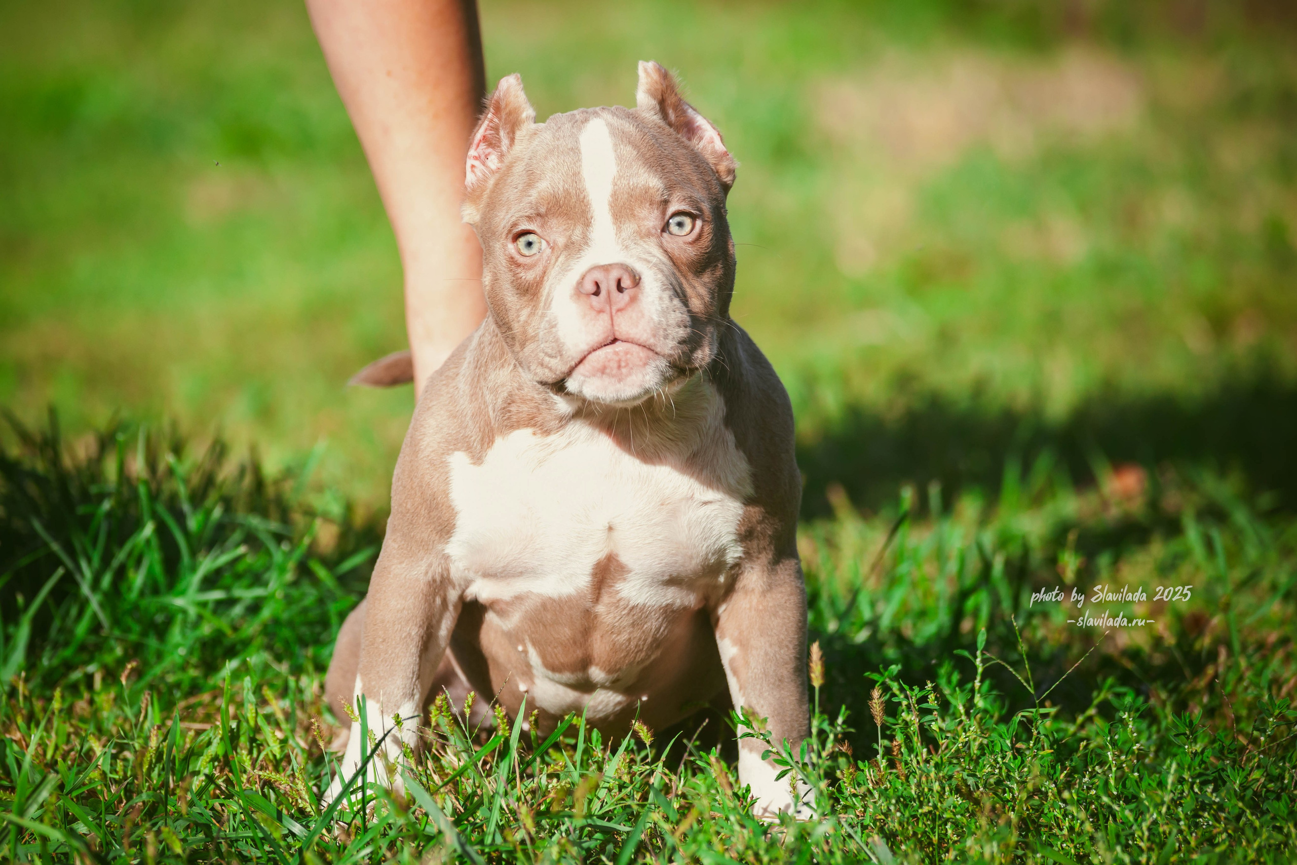Американский булли. Slavilada-Лапки. Свет. Любовь… Профессиональная фотосессия питомцев Для памяти, пристройства и продажи. Хабаровск