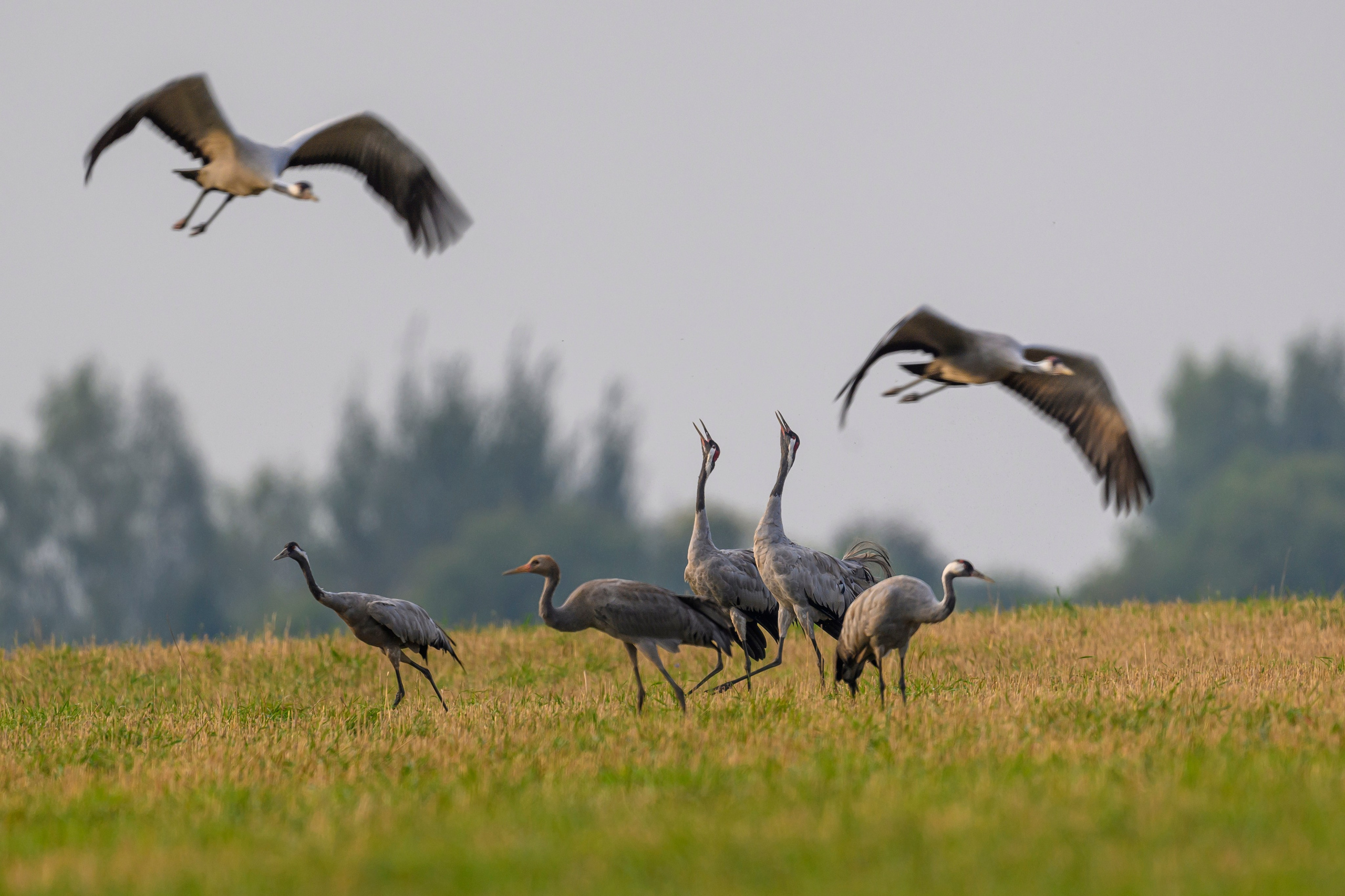 Журавли. Фотограф Сергей Пупонин