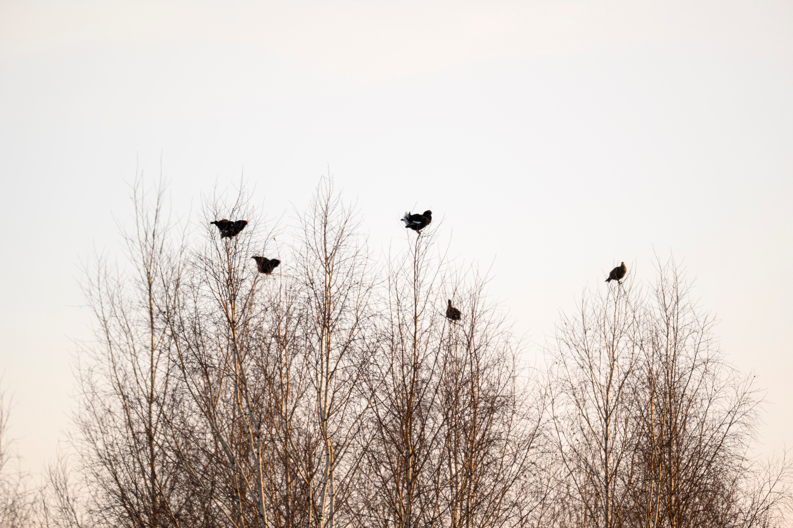 Тетерева, пищуха и лунь. Wildlife photography by Sergey Puponin