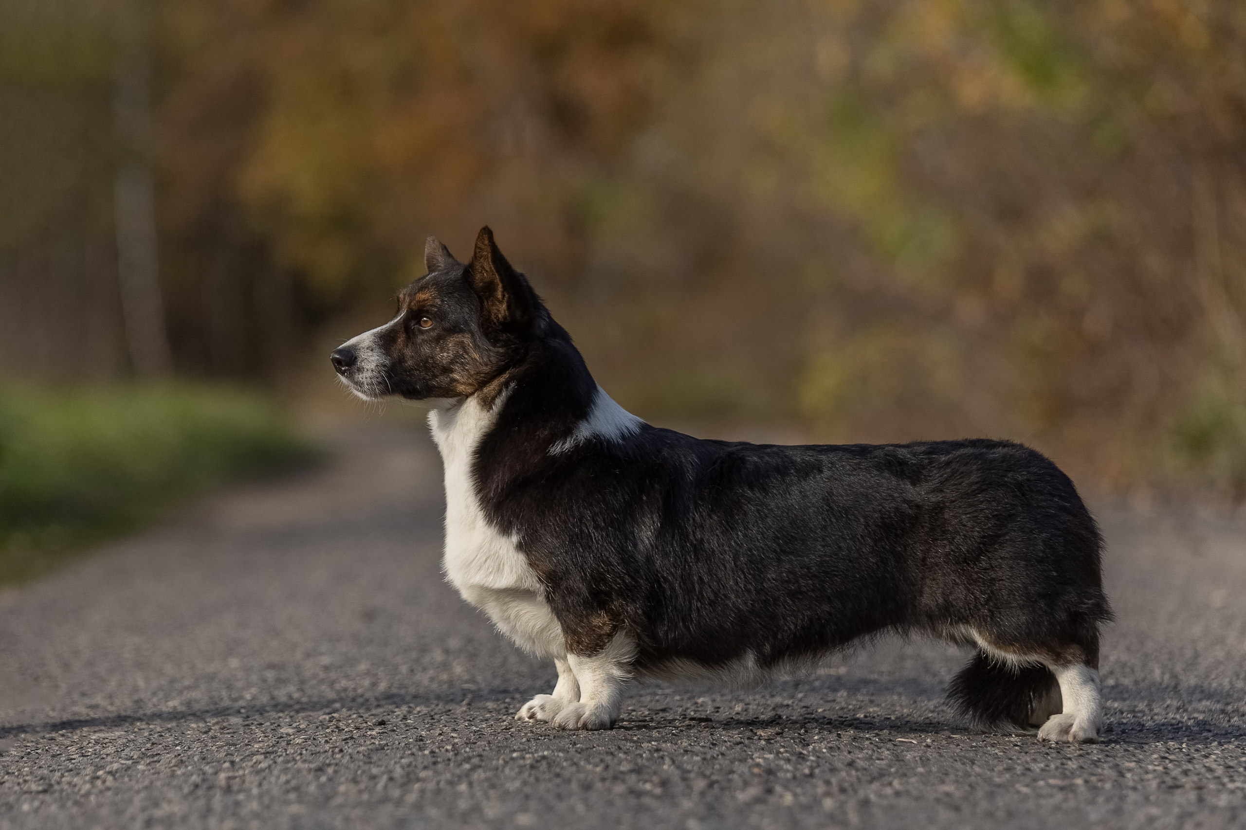 Купить щенка Вельш-корги-кардиган в семейном питомнике — Ice Fantasy