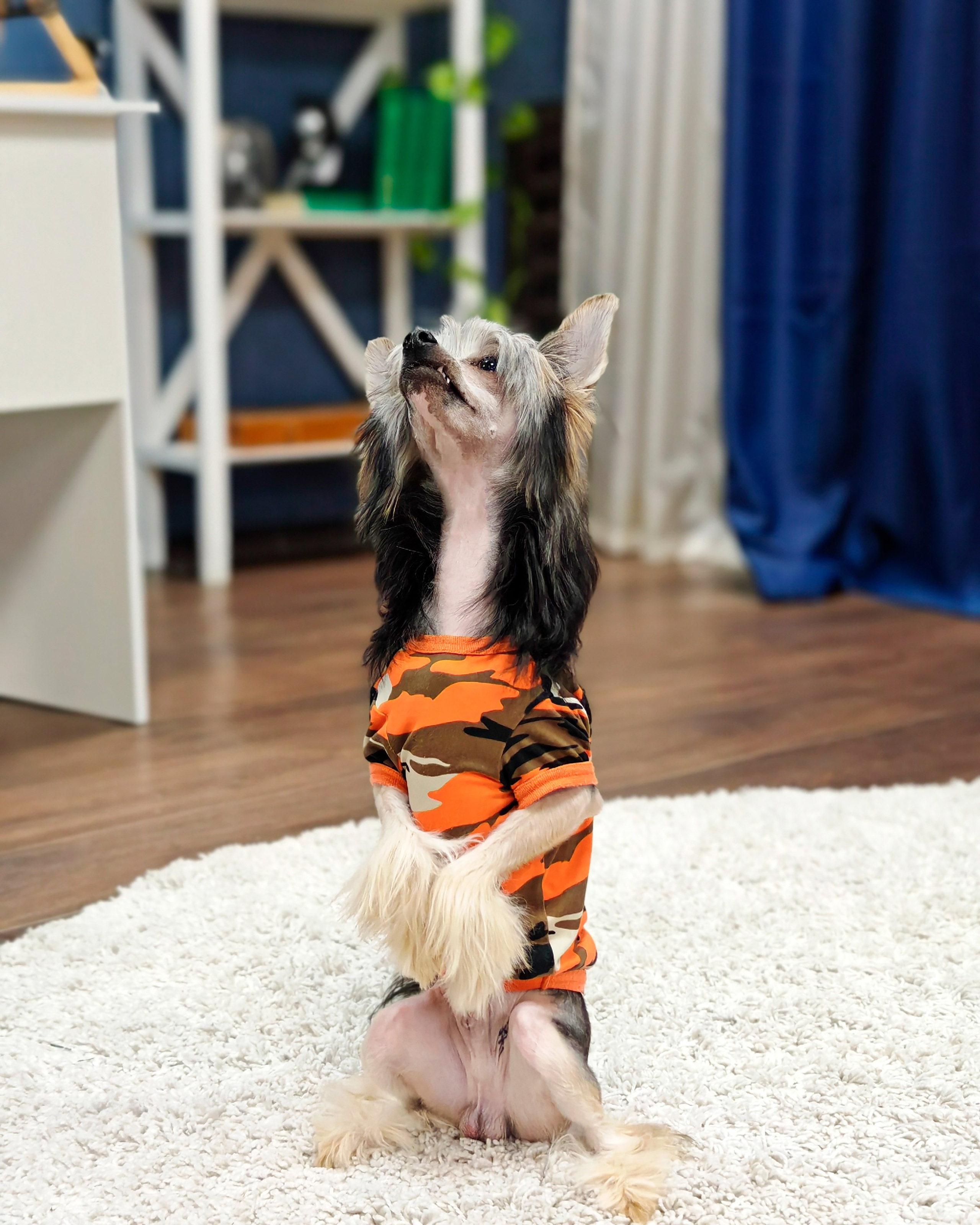 Фотосессия. Привет от Франклина!. Питомник китайских хохлатых собак Poale Ell: купить щенка