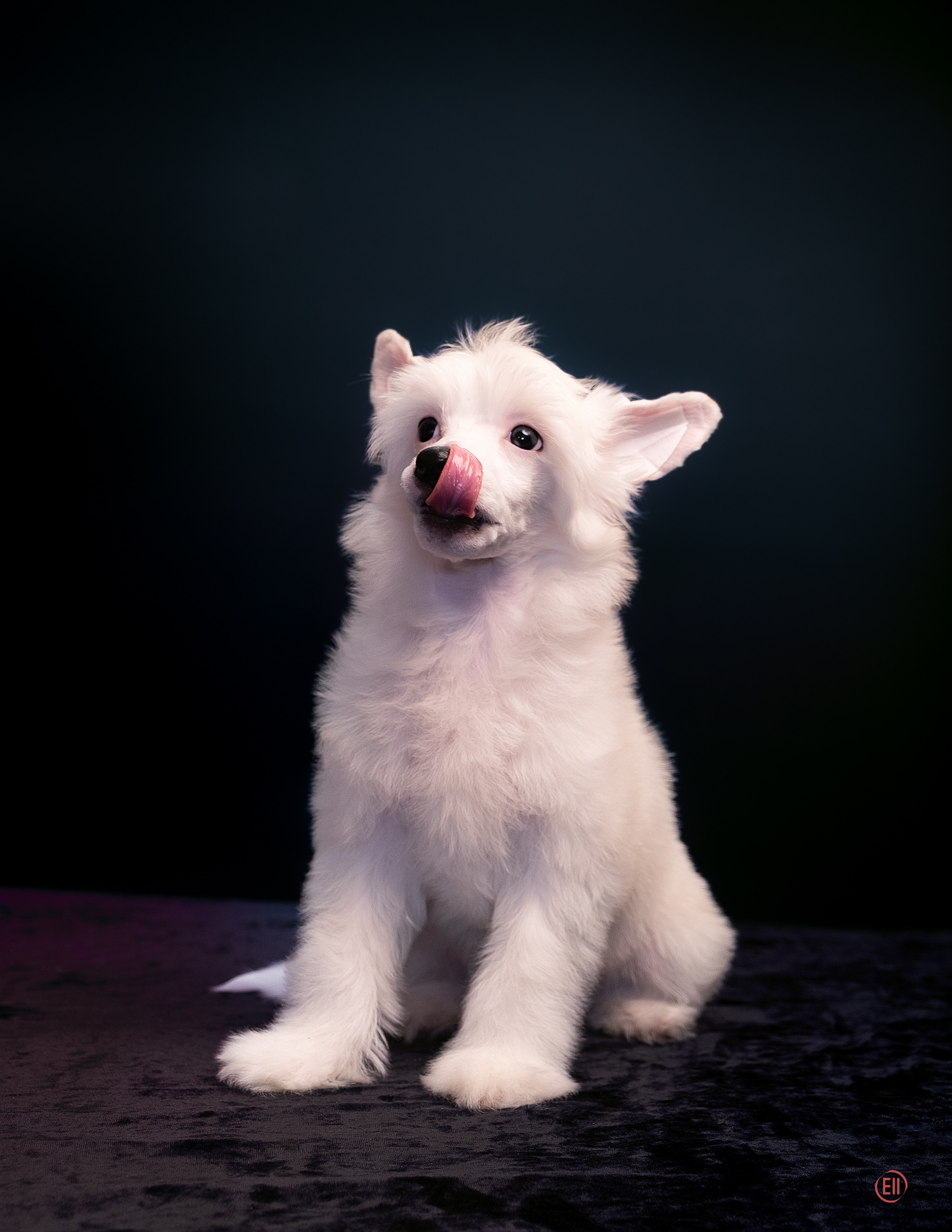 First photo session of the litter “F” of the Laisan Island kennel. Chinese Crested Dog Kennel Poale Ell