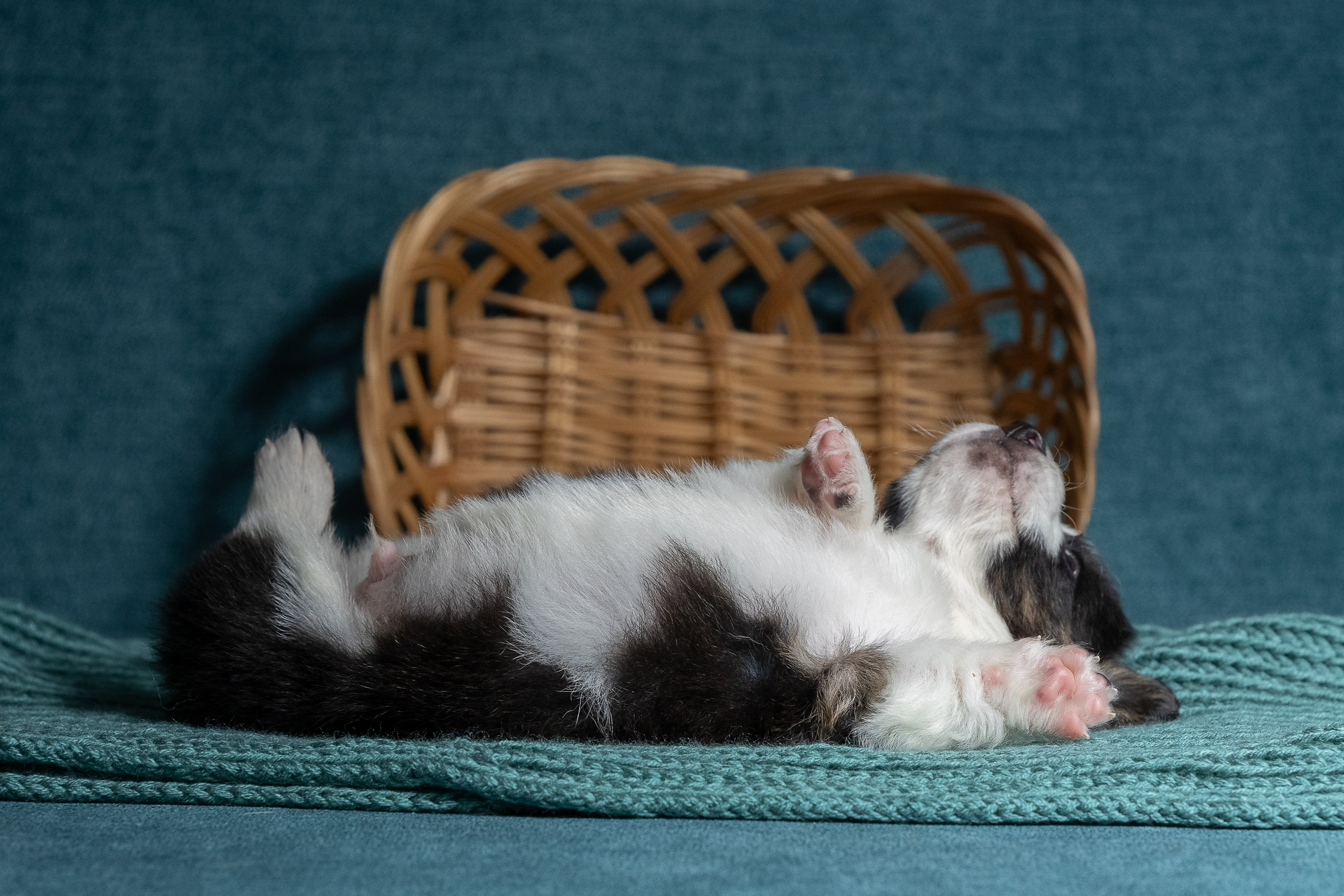 Купить щенка вельш корги кардиган из питомника Ice Fantasy. Купить щенка Вельш-корги-кардиган в семейном питомнике — Ice Fantasy