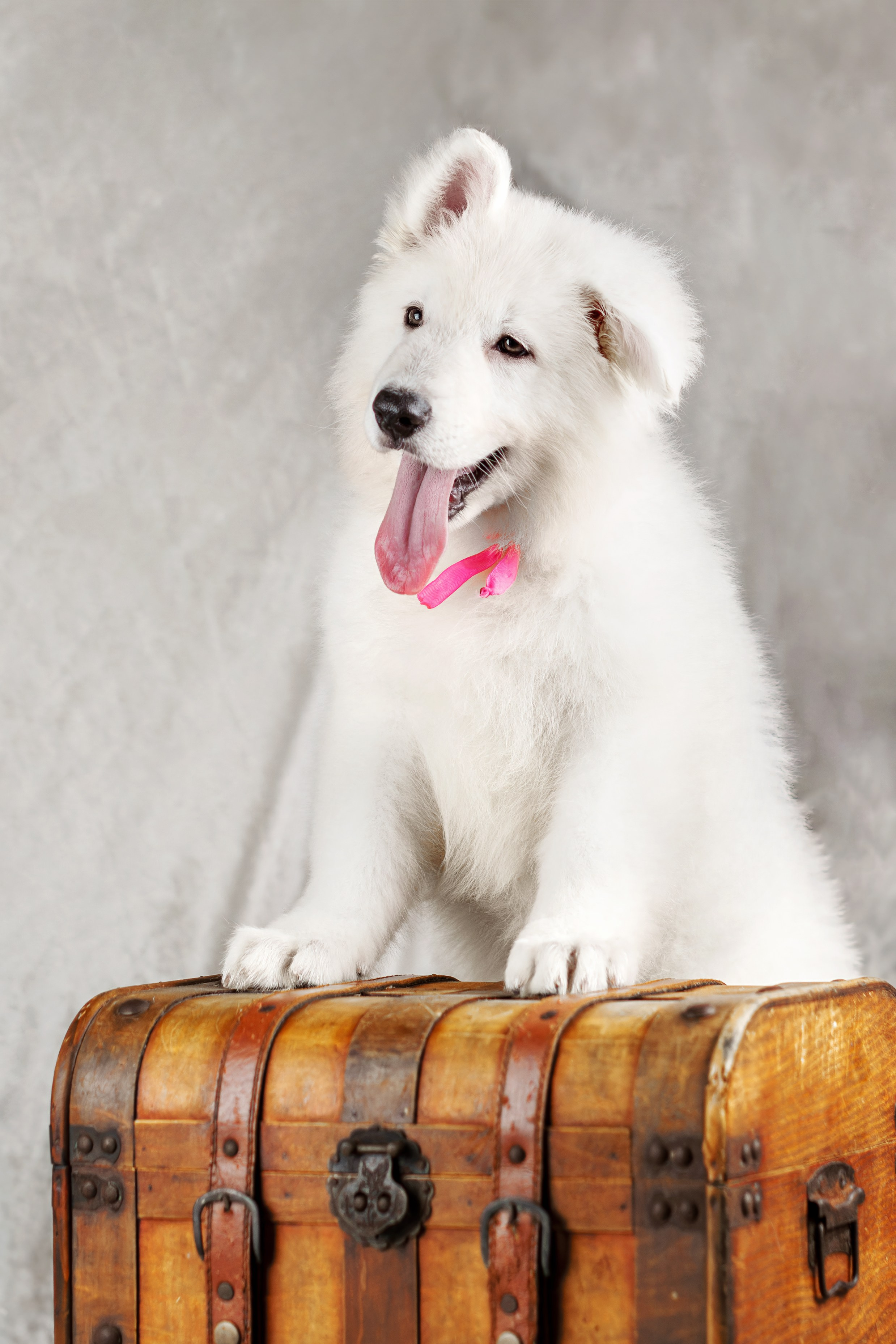 Щенки белой швейцарской овчарки. Фотограф-анималист Юлия Зубкова