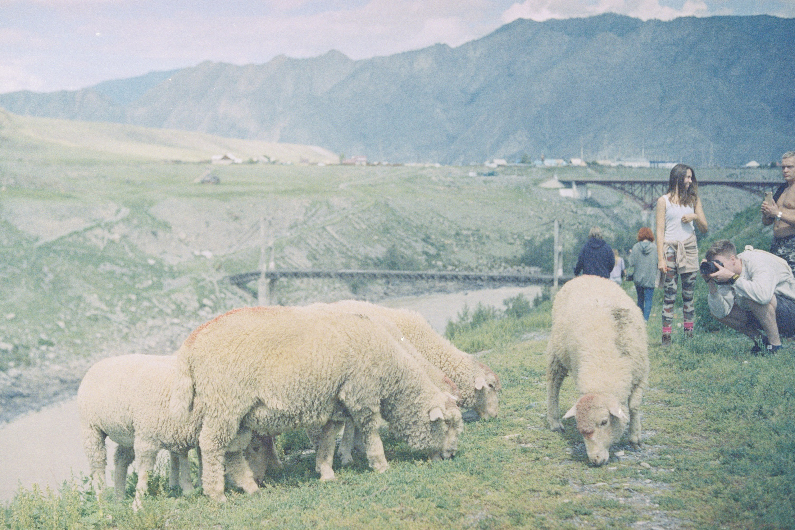 Altai \ august 2022 \ film. Коммерческий Фотограф Виктор Фоменых