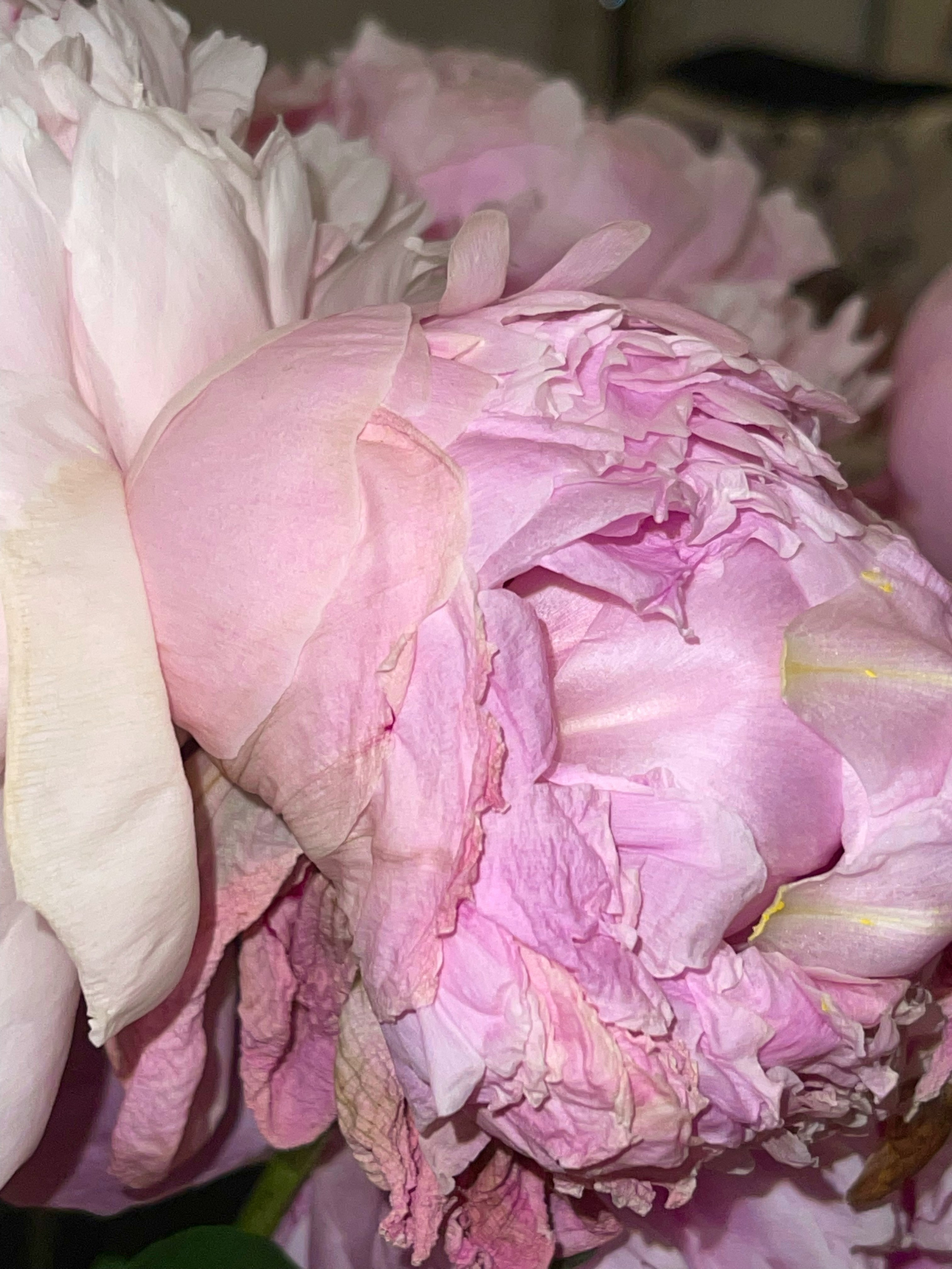 HEYDAY. Daria Blinova