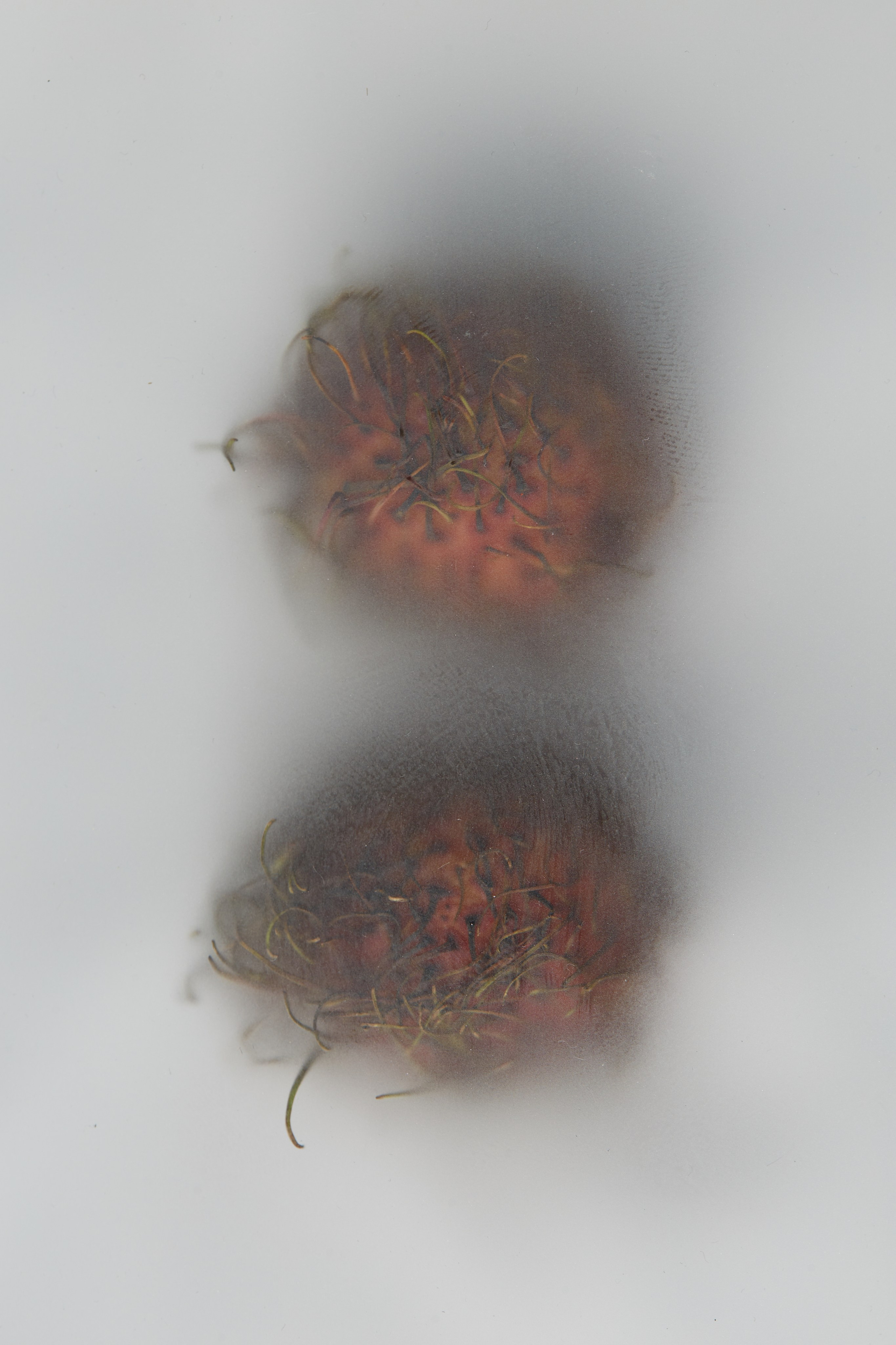 HEYDAY. Daria Blinova