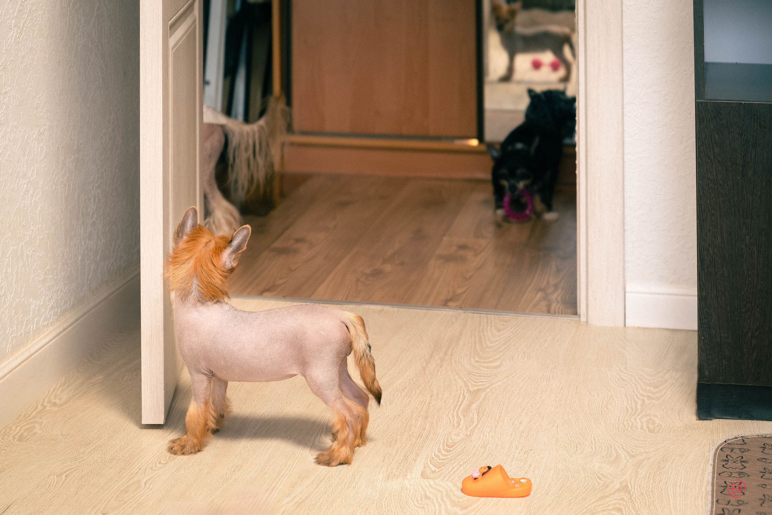 Poale Ell Gloria. Chinese Crested Dog Kennel Poale Ell