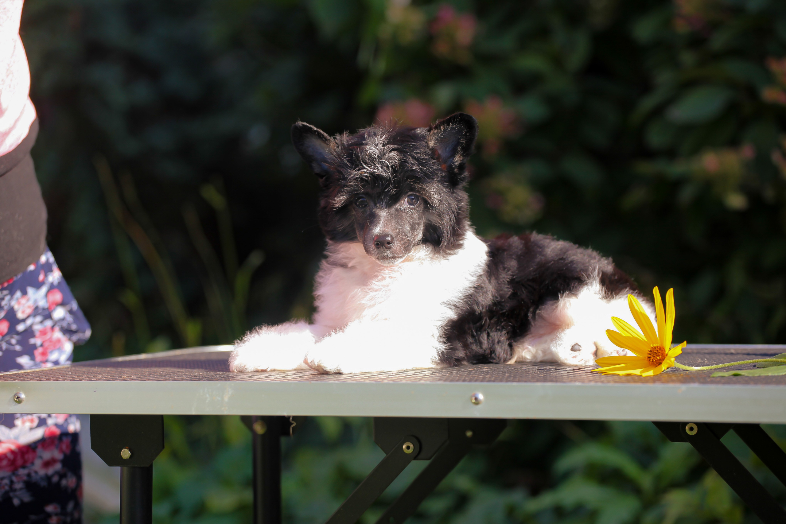 Poale Ell Chester Becomes a Dad for the First Time. Chinese Crested Dog Kennel Poale Ell