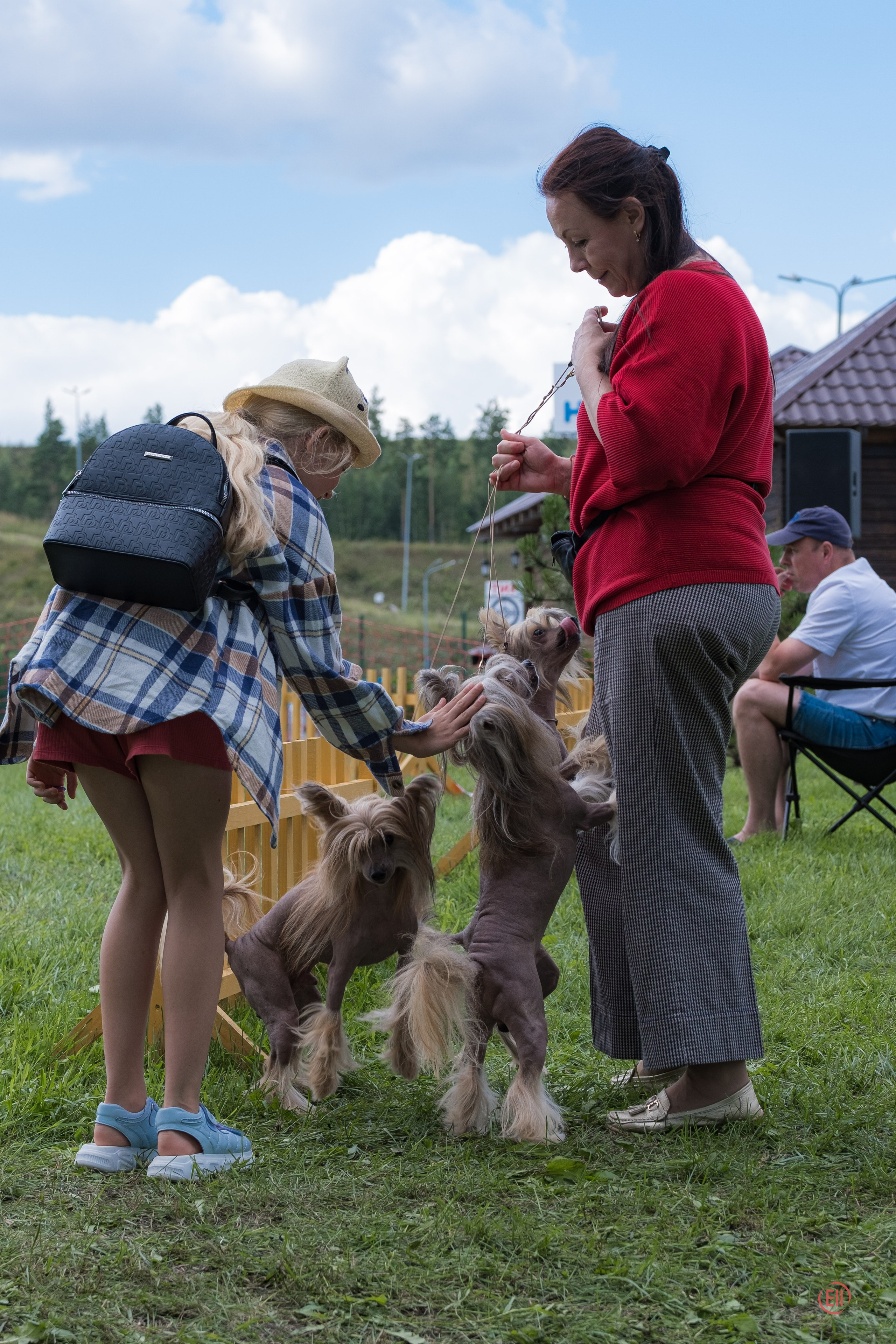 Липецк. Выставка собак. Питомник китайских хохлатых собак Poale Ell: купить щенка