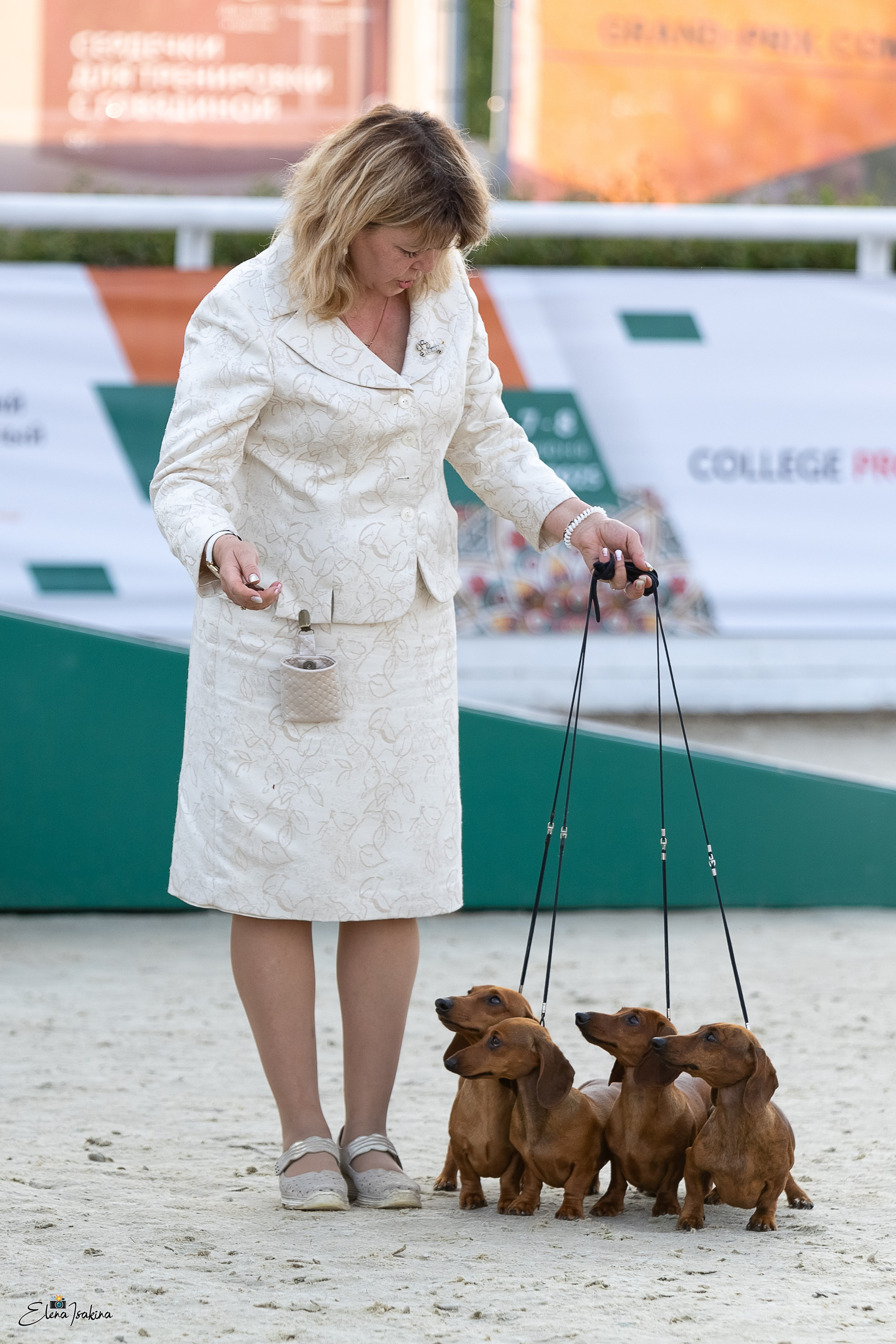 Россия 2025. Купить щенка Вельш-корги-кардиган в семейном питомнике — Ice Fantasy