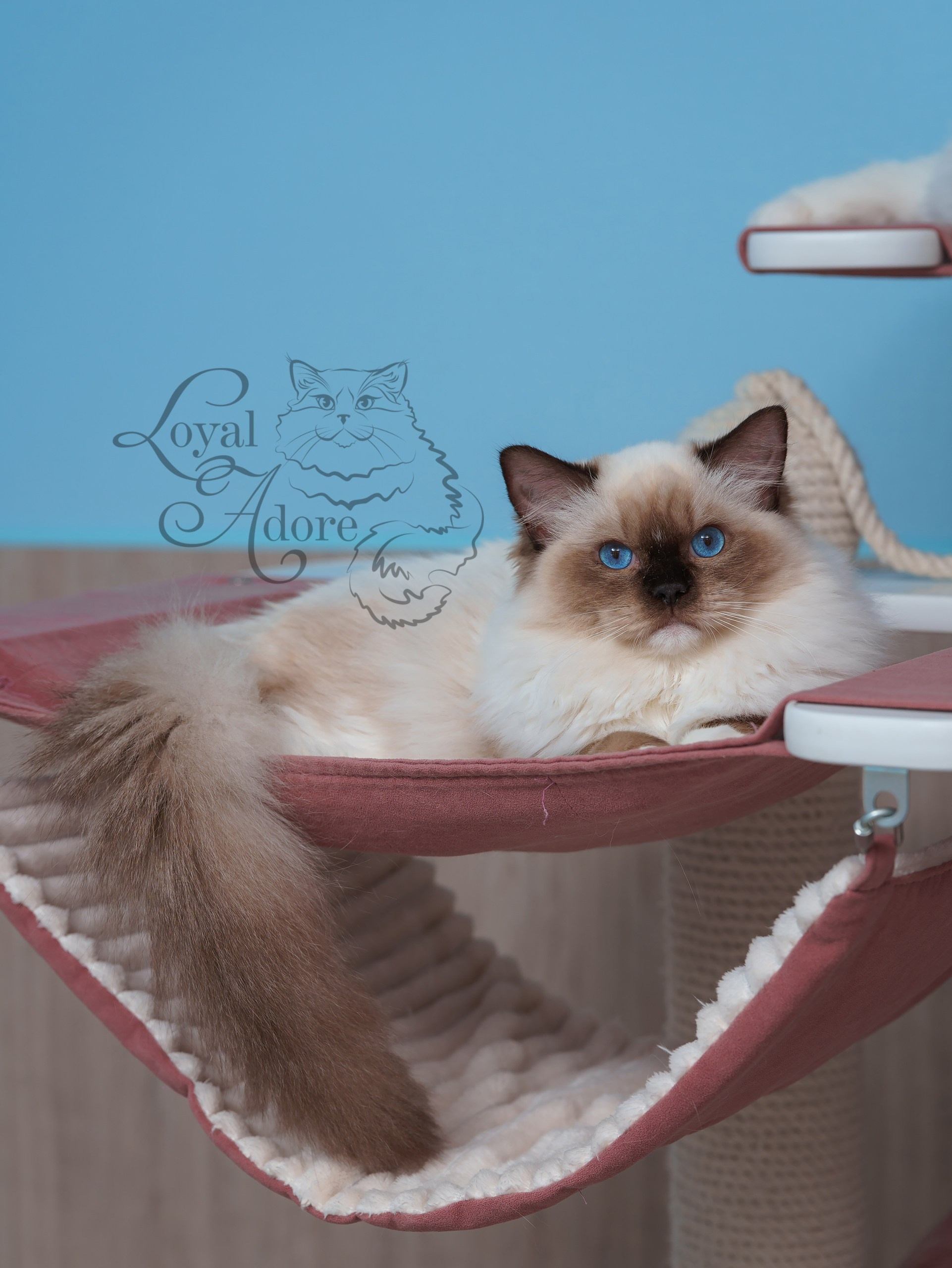 Все свободные котята. Питомник рэгдолл Loyal Adore