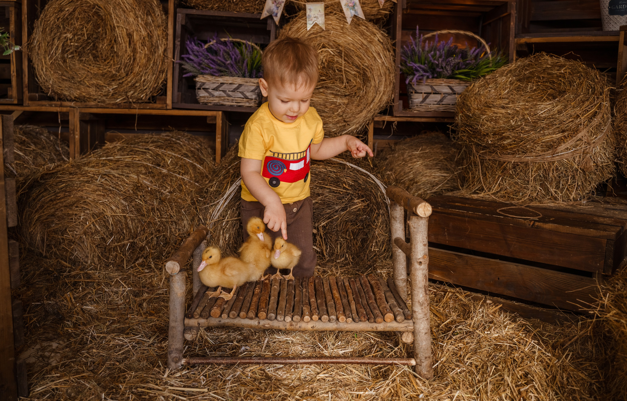 Фотосессия с утятами в студии