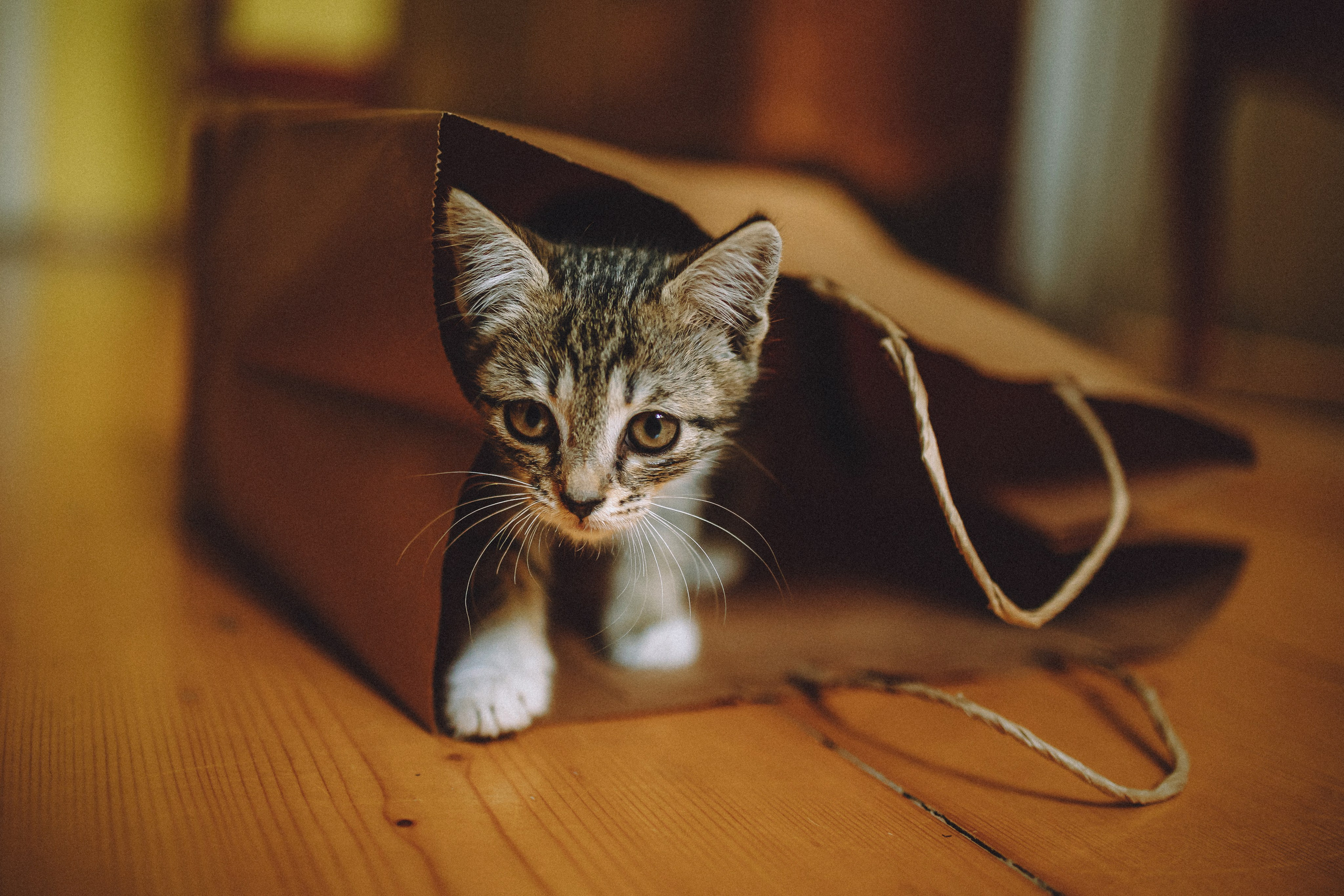 Более 30 идей для фотосессии с котенком