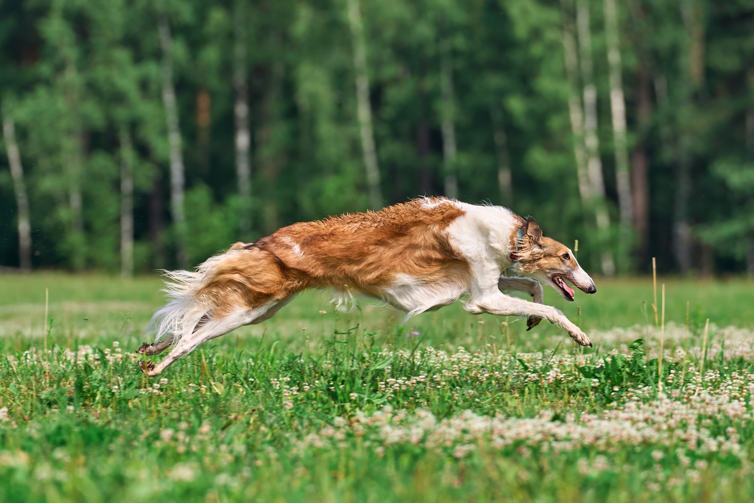 Тренировка по курсингу Донино. Фотограф-анималист Михаил Манухин