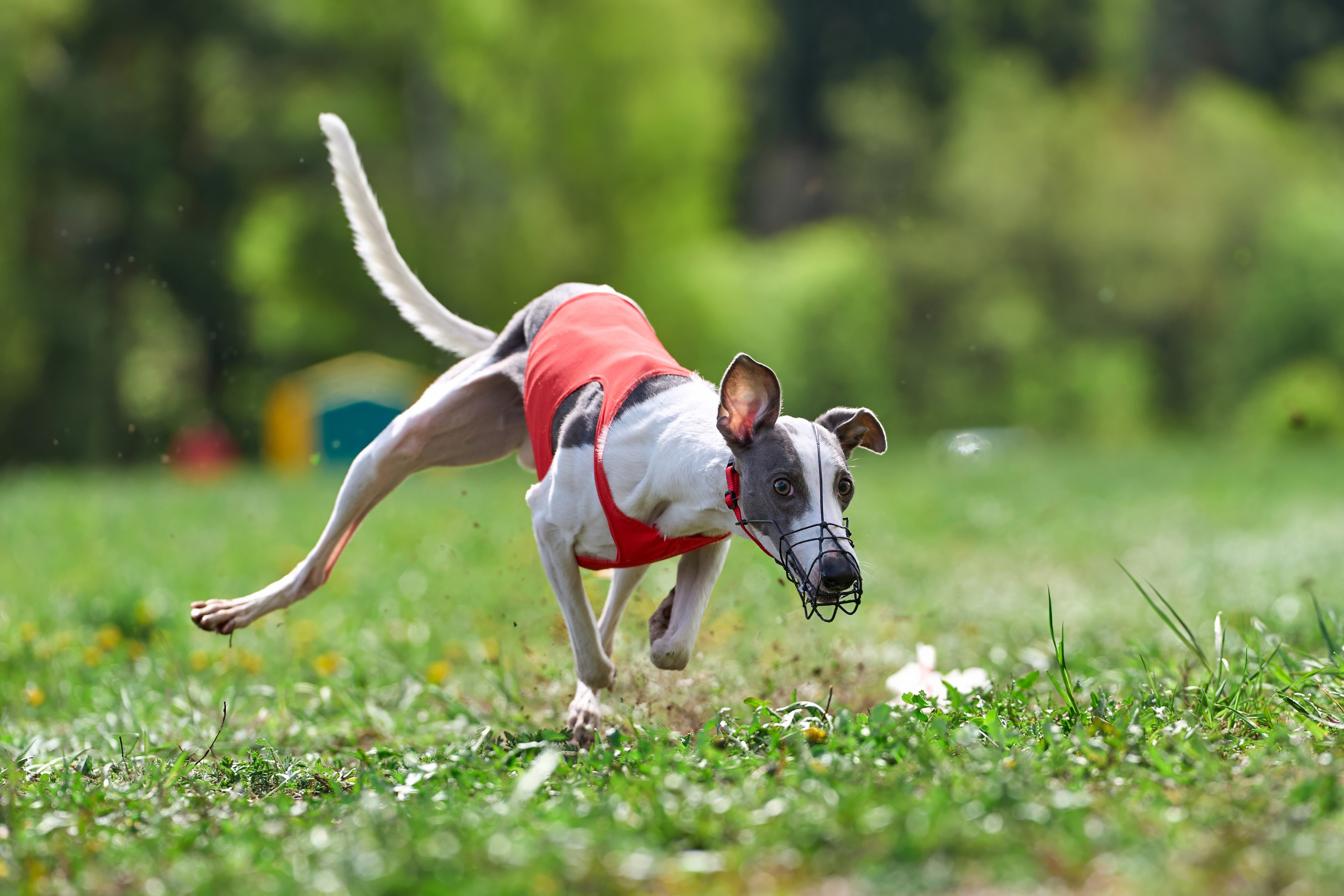 ПЧРКФ по курсингу. Фотограф-анималист Михаил Манухин