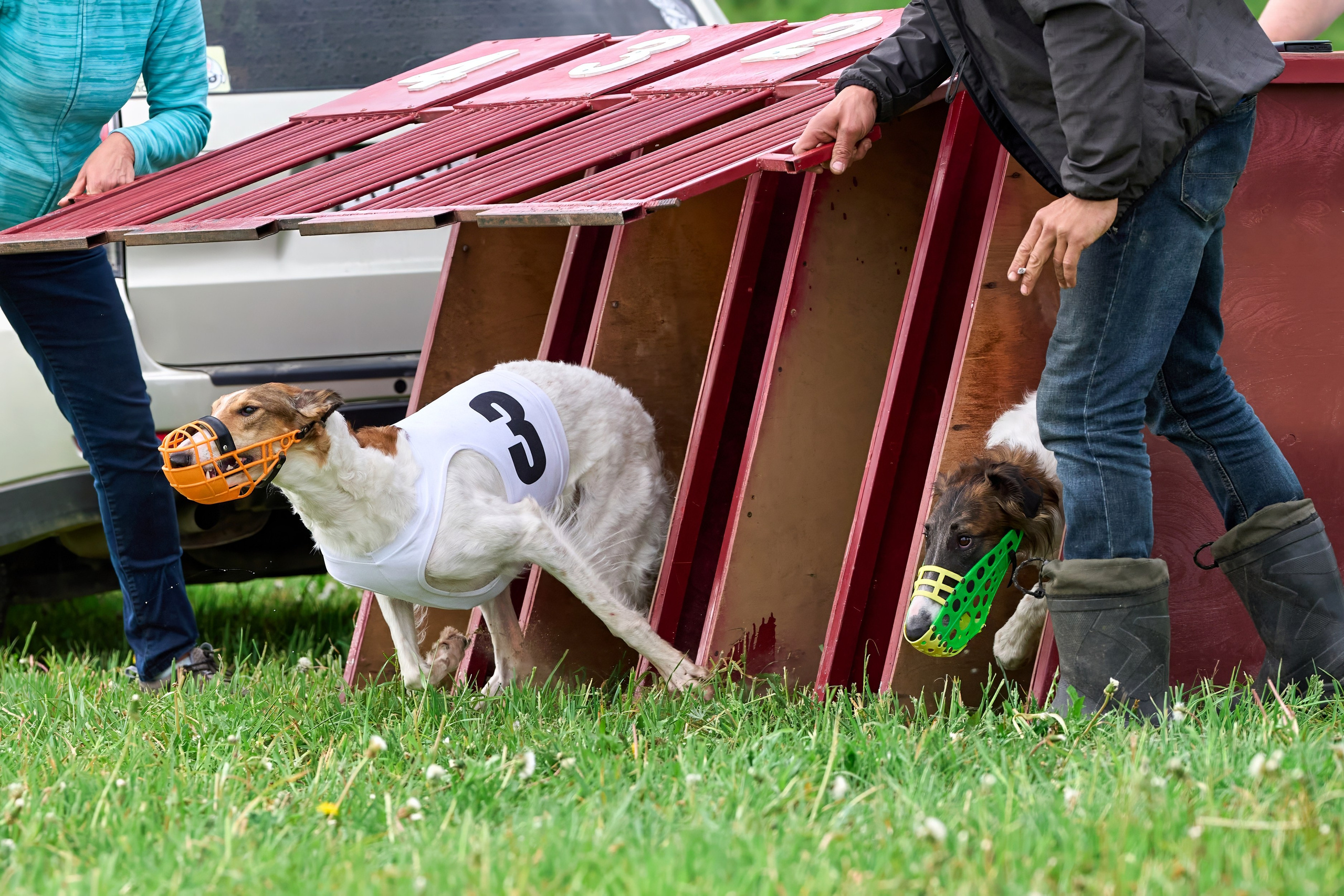 Квалификация по рейсингу. РАЛББ и Курсинг на Ярославке. Фотограф-анималист Михаил Манухин