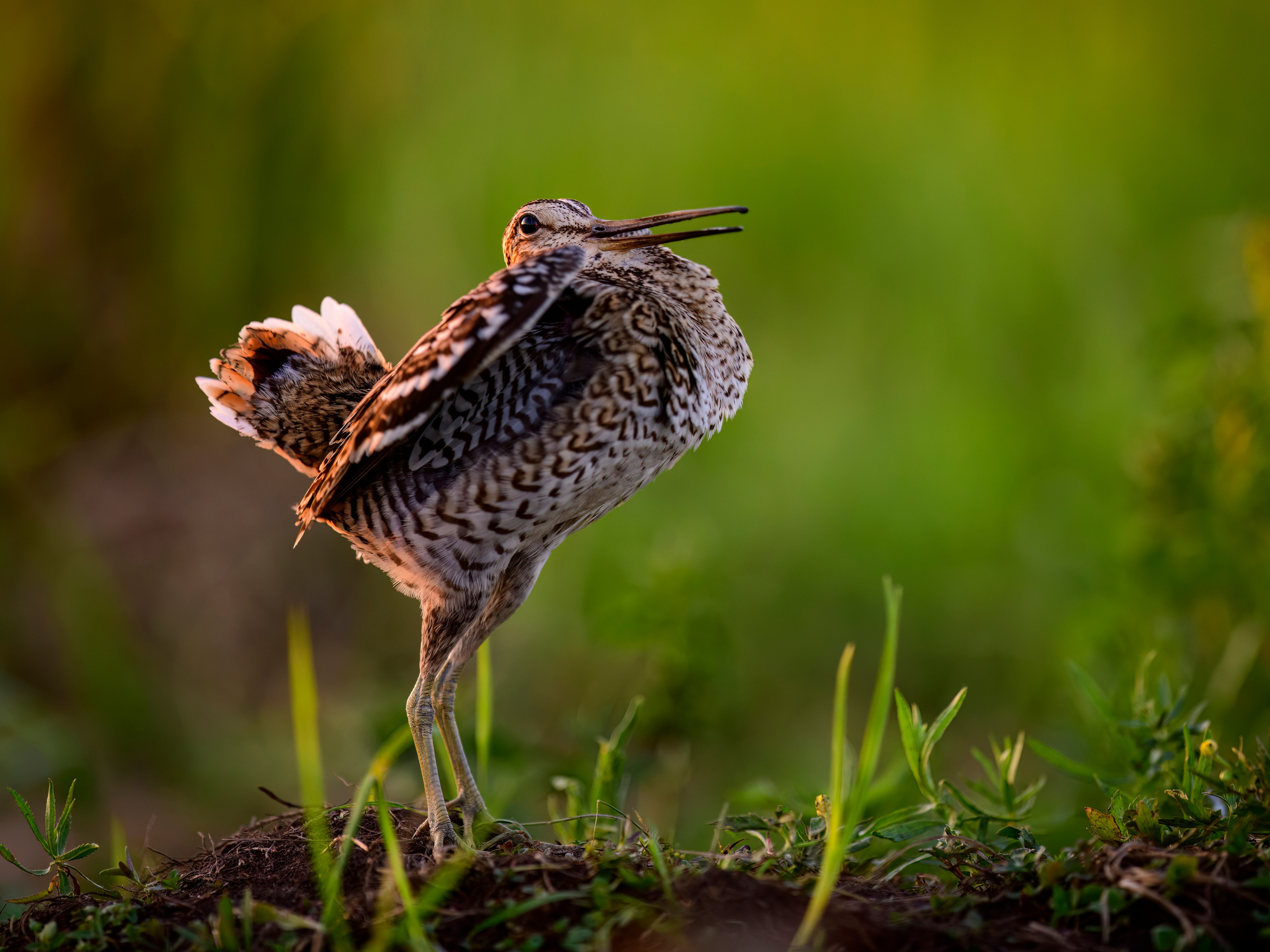 Дупелиный ток: настоящие гусары!. Фотограф Сергей Пупонин