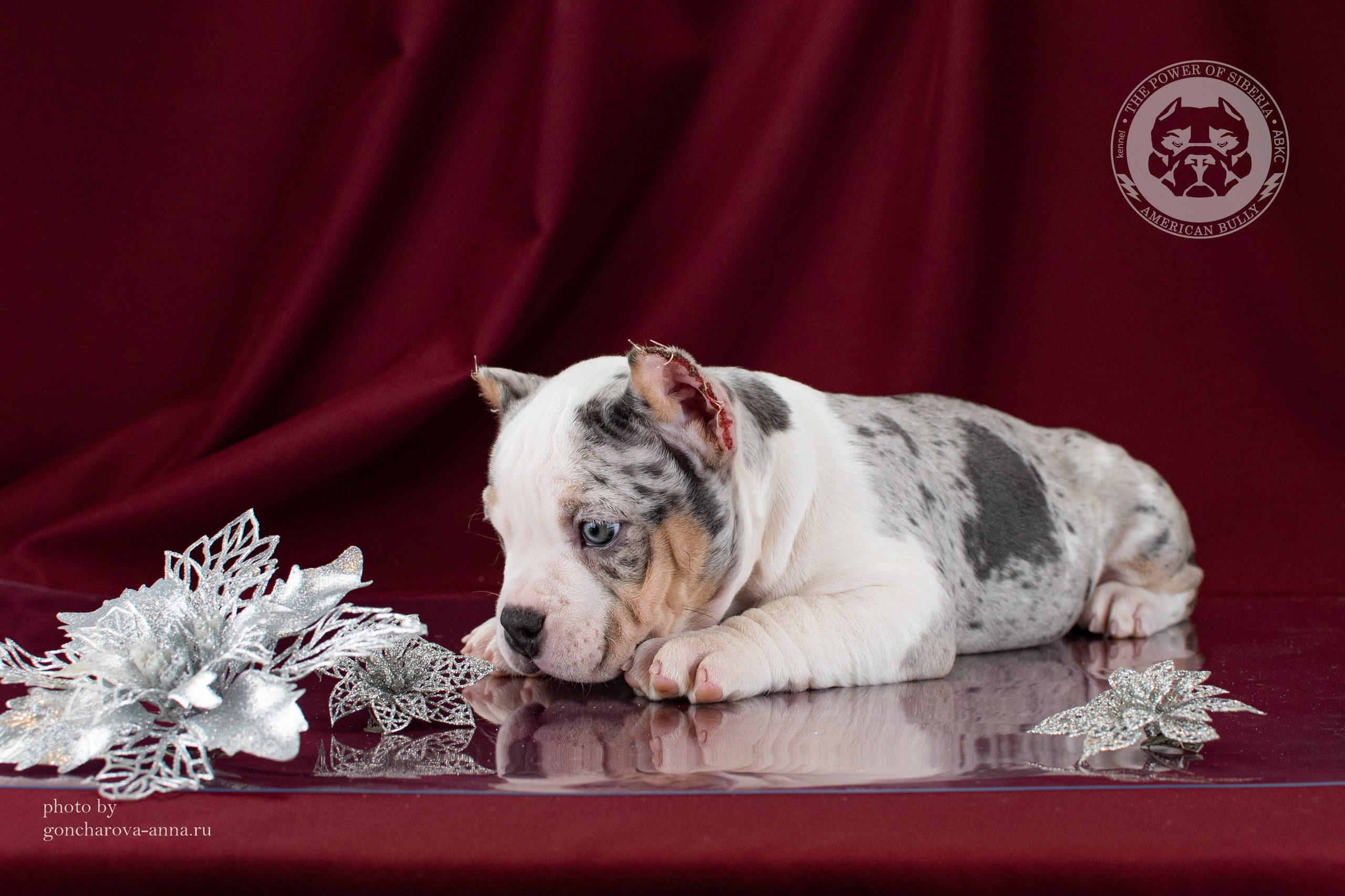 купить щенка в официальном питомнике Американского булли в Иркутске