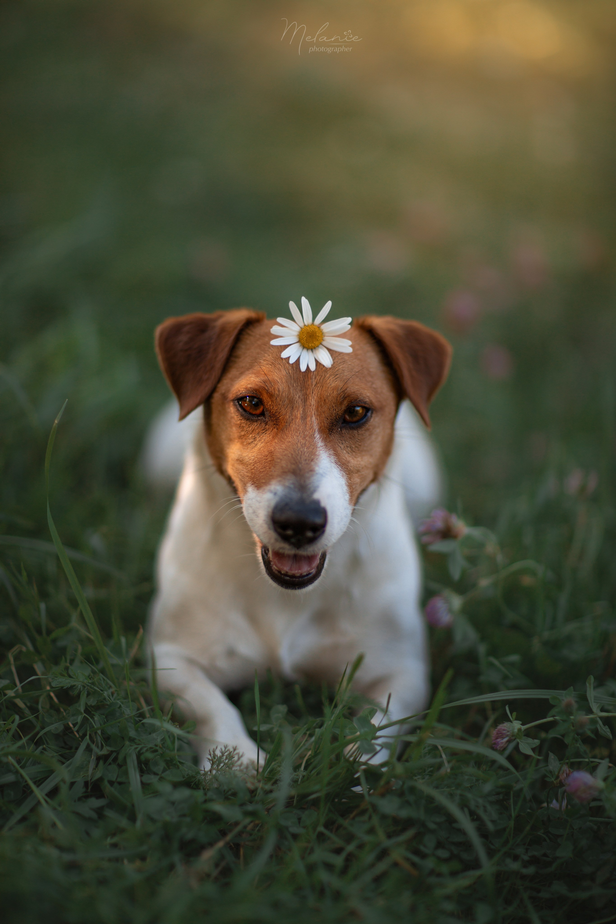 Фотограф-анималист в Москве Дорн Мелани