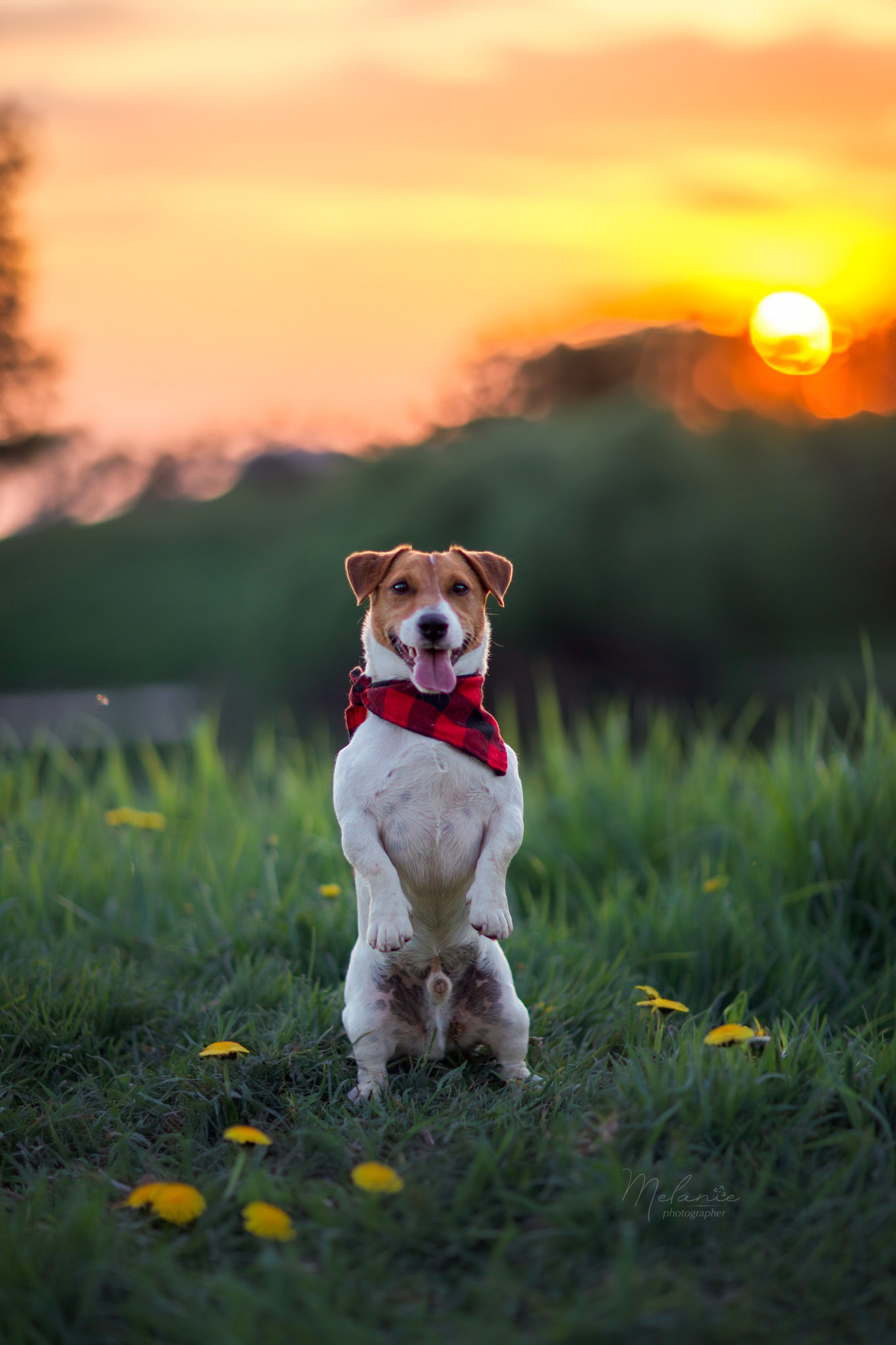 Фотограф-анималист в Москве Дорн Мелани