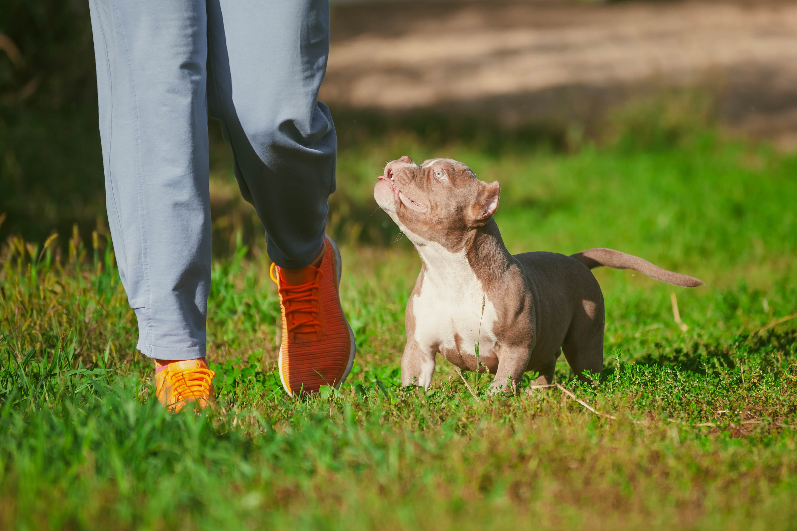 Американский булли. Slavilada-Лапки. Свет. Любовь… Профессиональная фотосессия питомцев Для памяти, пристройства и продажи. Хабаровск