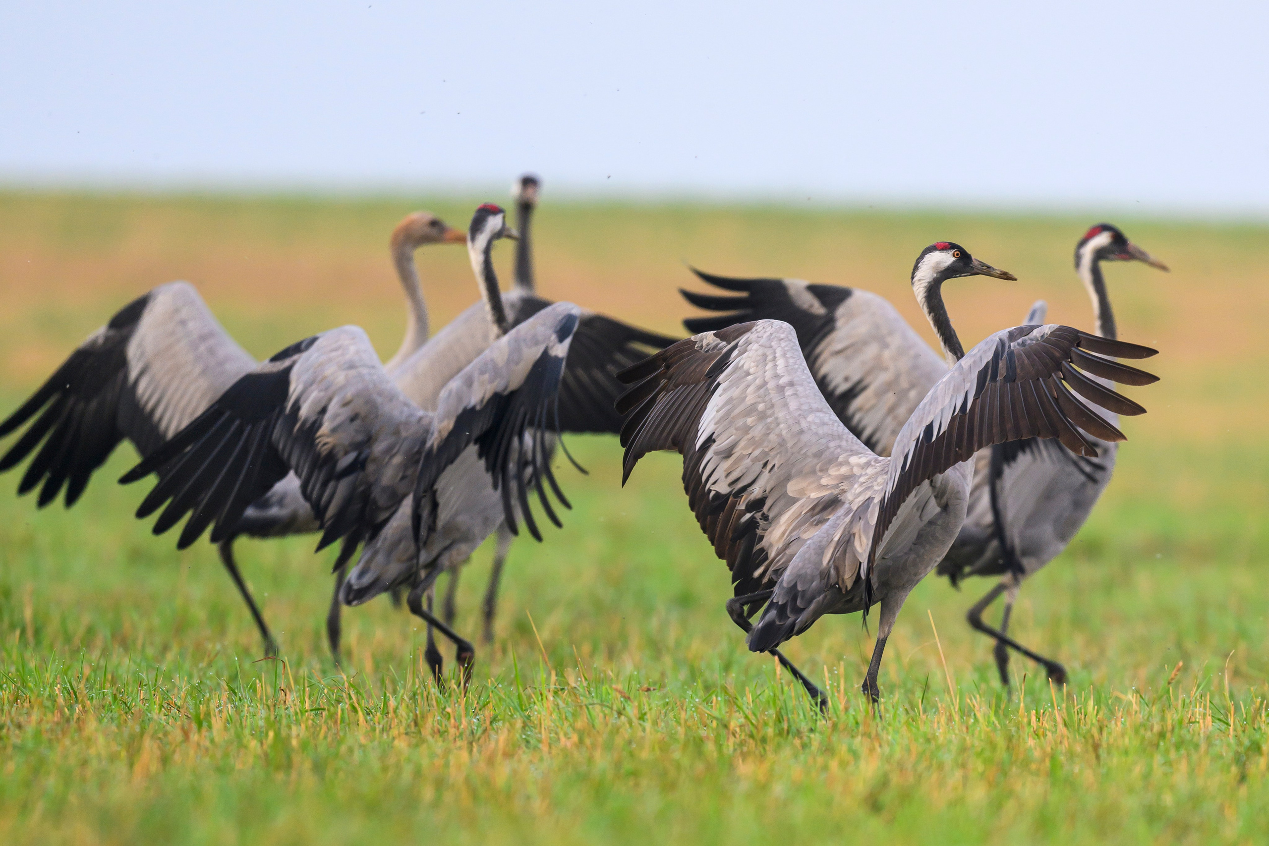 Серый журавль. Фотограф Сергей Пупонин