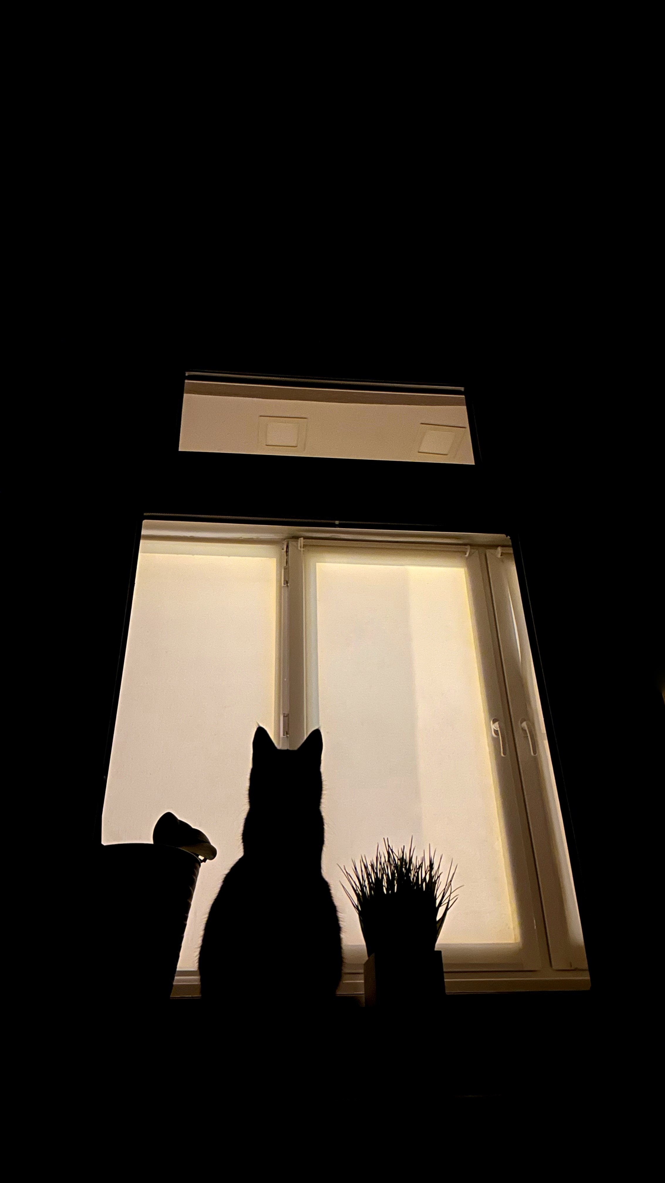 кошка в окне контур кошки в окне