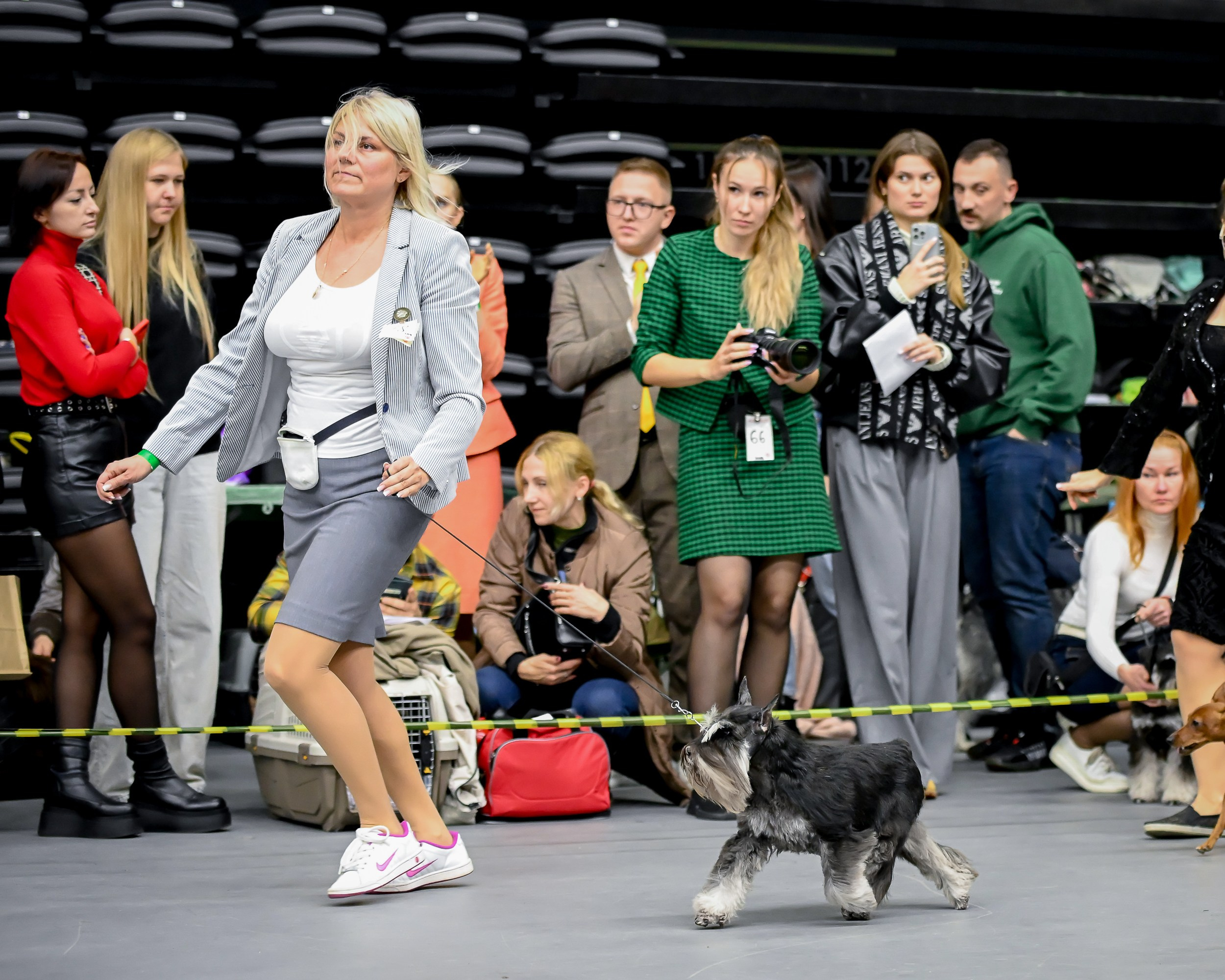 Софи/Asson Ari Vivien Marceau. Питомник цвергшнауцеров в Беларуси «Делинсо Бэлэнс»