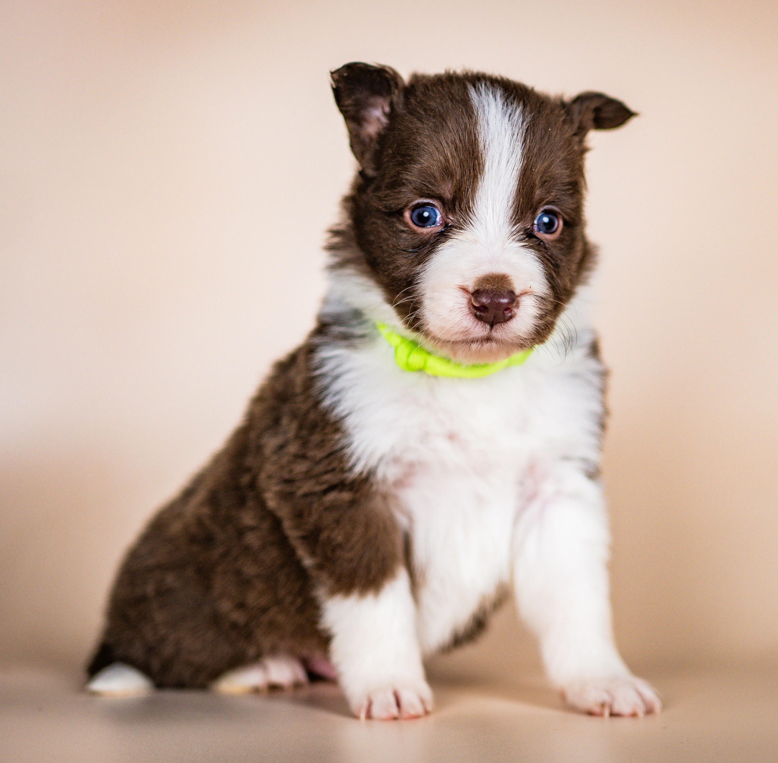 Фритсвит. Семейный фотограф Ефремова Виктория