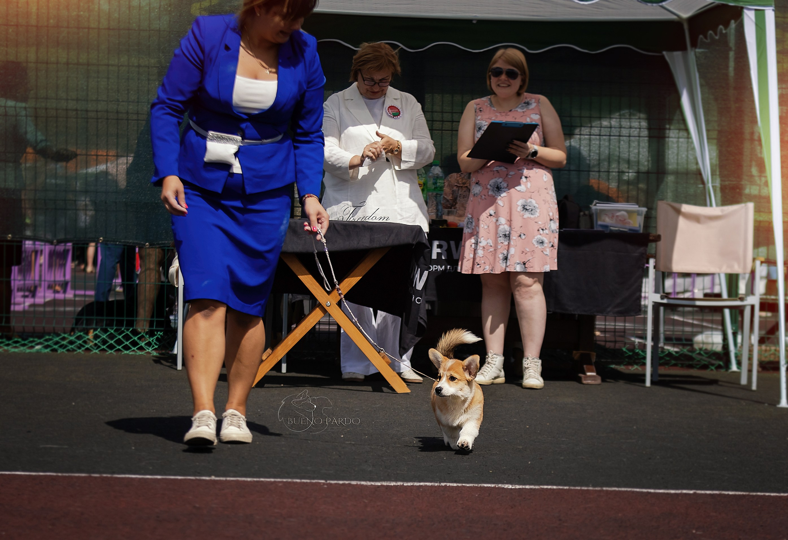 КОРГИ. Kawaii Kuma питомник собак пород Корги пемброк, Акита ину, Сиба