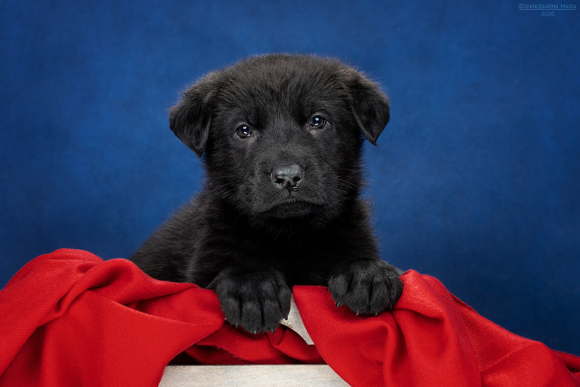 Фотосессия щенков на фонах. Фотограф собак в Москве и Московской области Иванушкина Мария